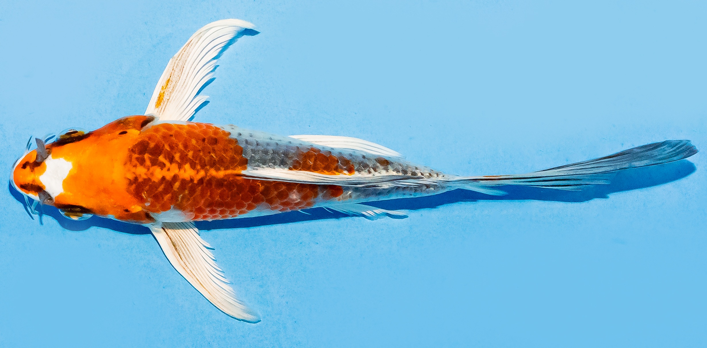 Butterfly Koi 17-20cm Nr. 6911
