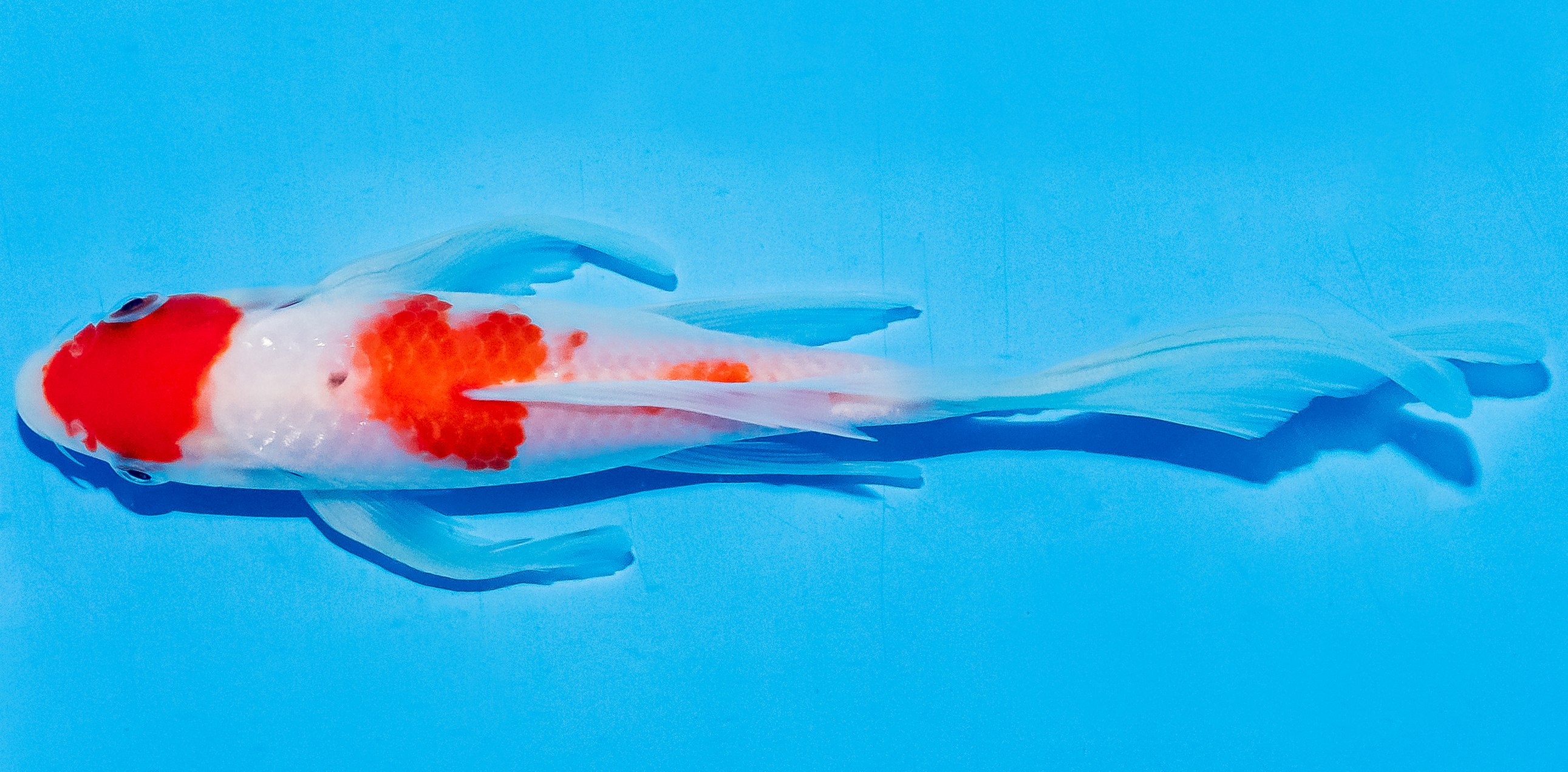 Butterfly Koi 20-25cm Nr. 8517