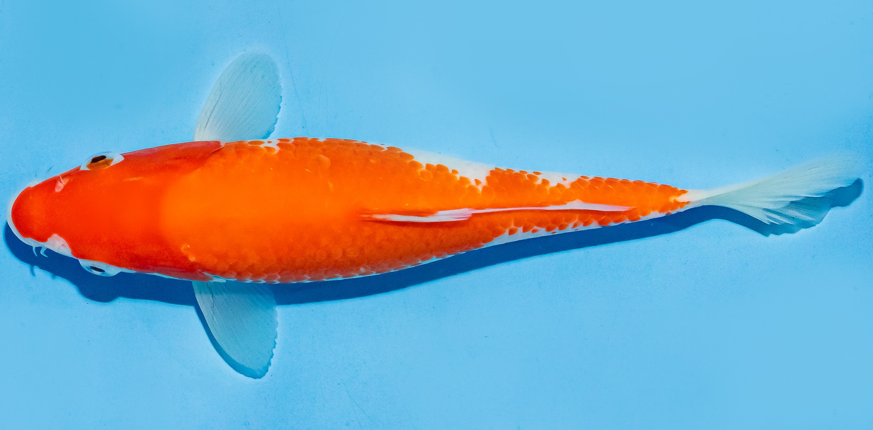 Koi 17-20cm Nr. 6586