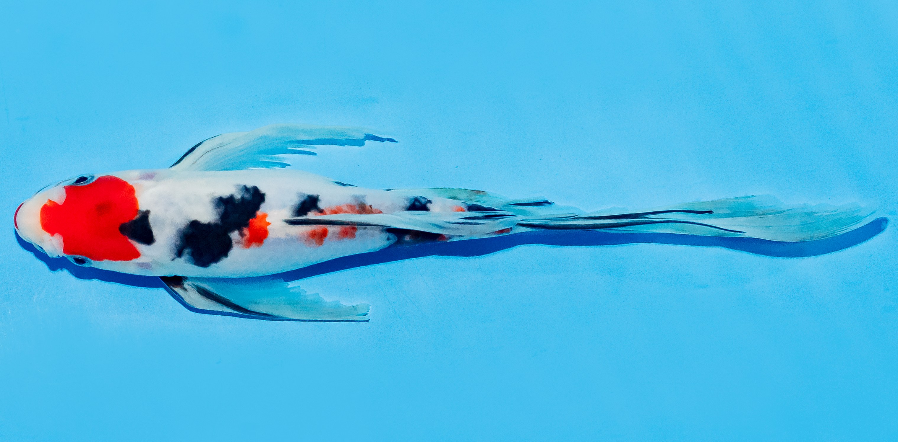 Butterfly Koi 20-25cm Nr. 5450