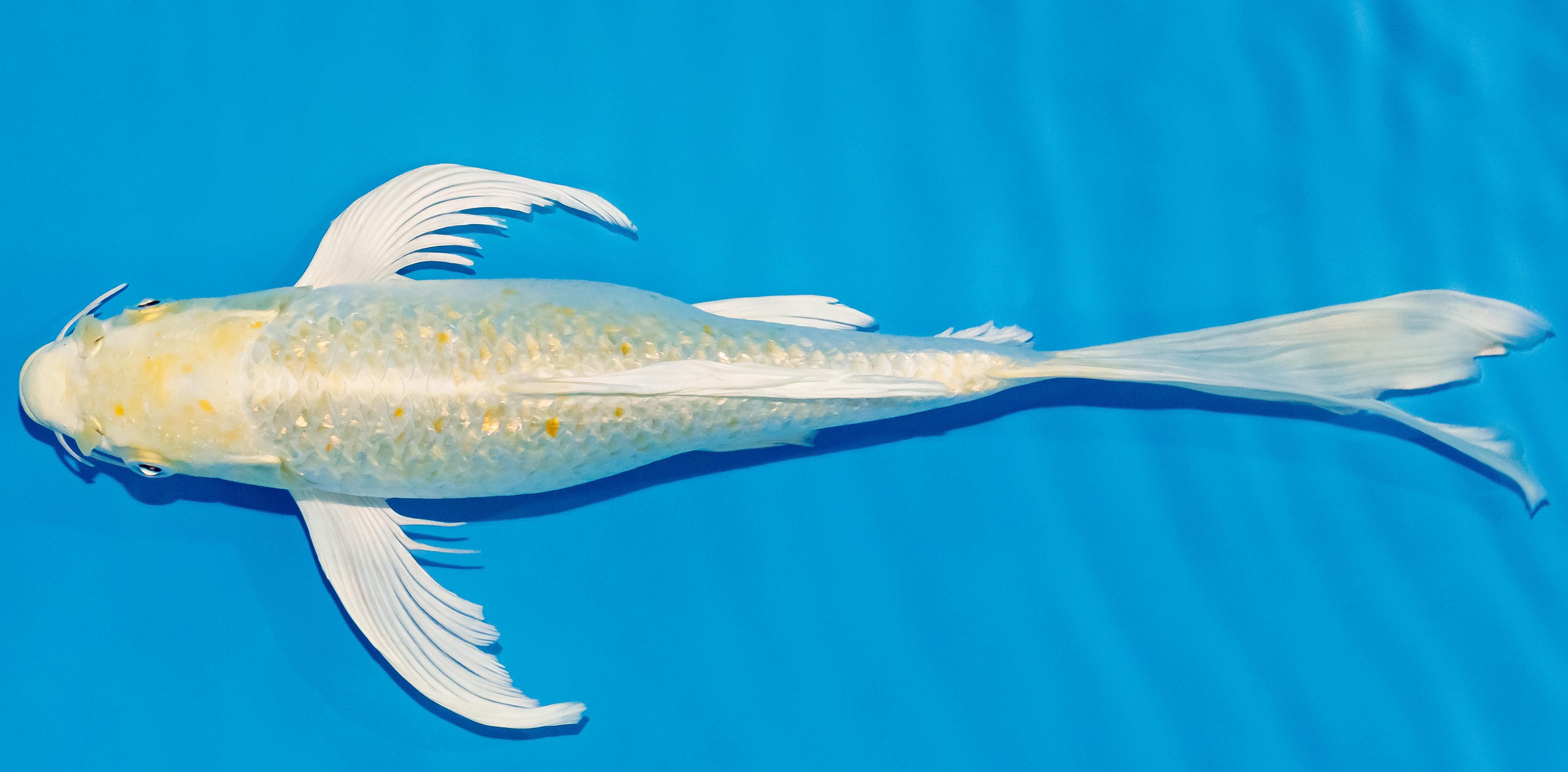 Butterfly Koi 25-30cm Nr. 2359