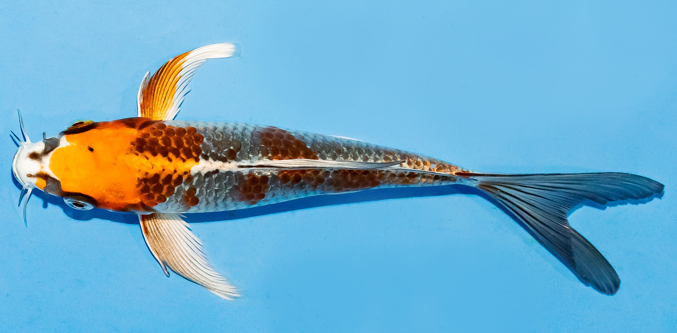Butterfly Koi 20-25cm Nr. 8507