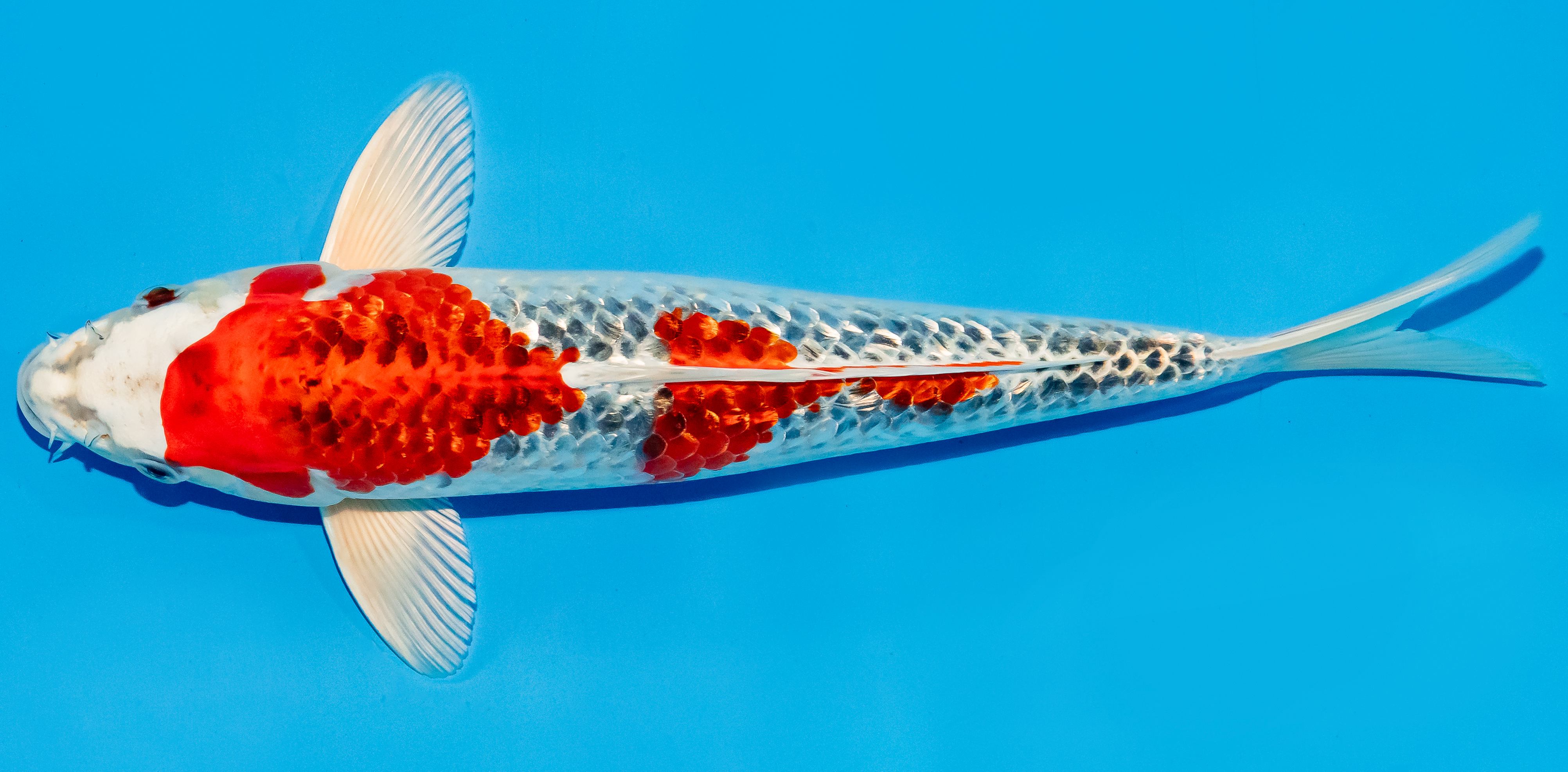 Koi 30-35cm Nr. 6351