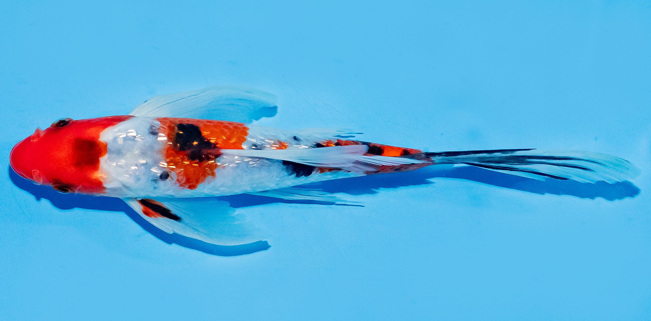 Butterfly Koi 20-25cm Nr. 8570