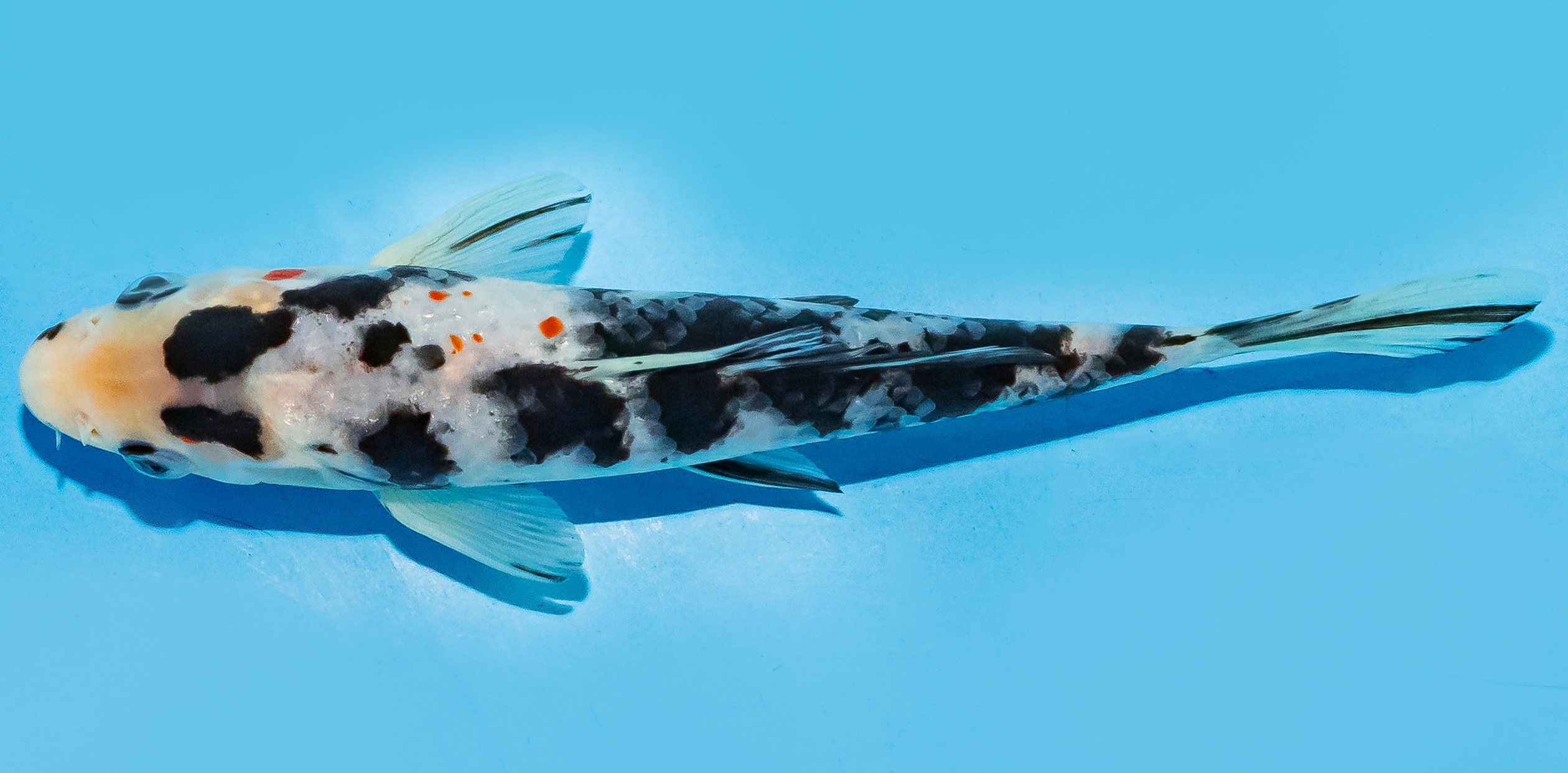 Koi 17-20cm Nr. 8770