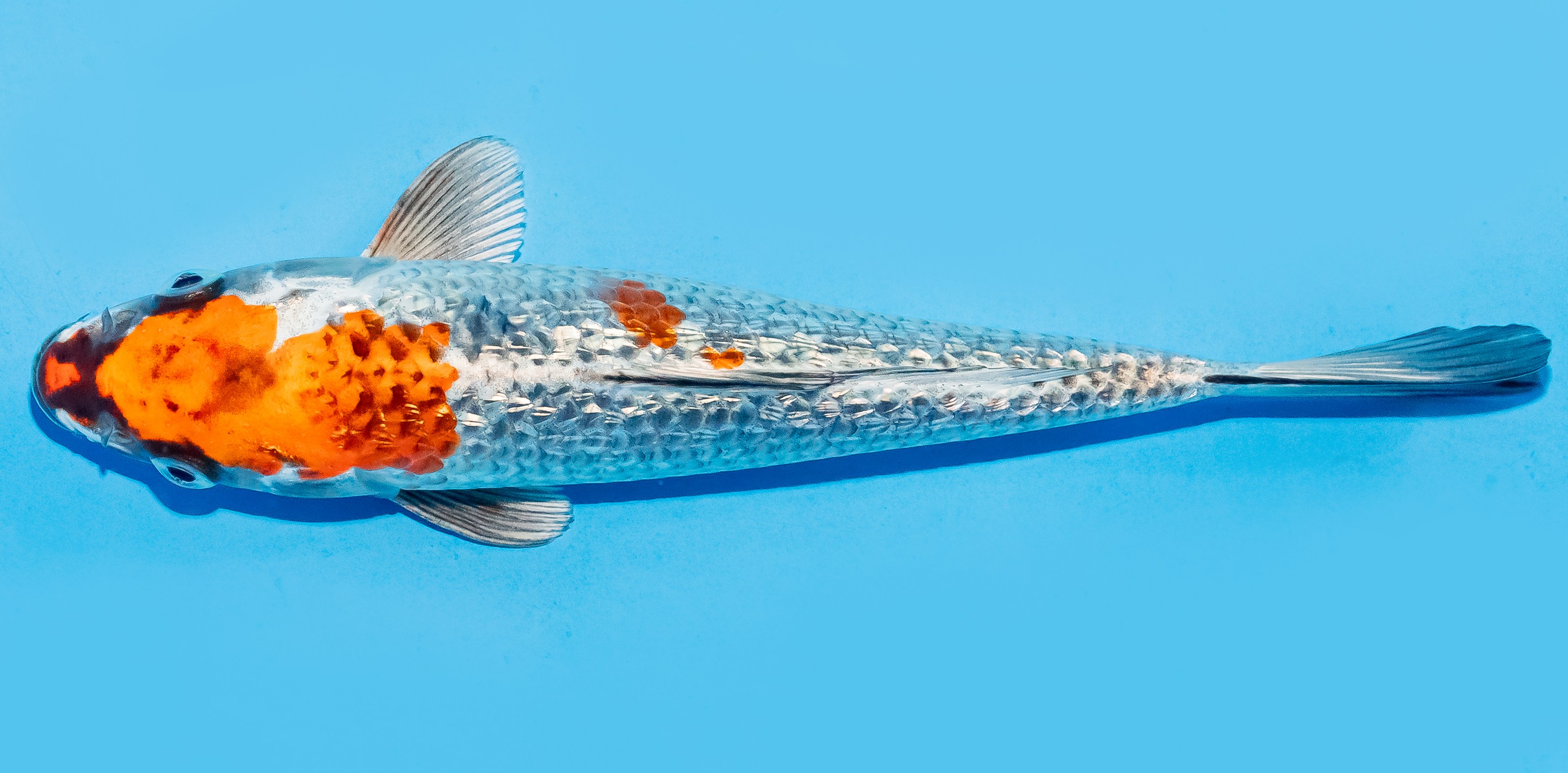 Koi 20-25cm Nr. 6618