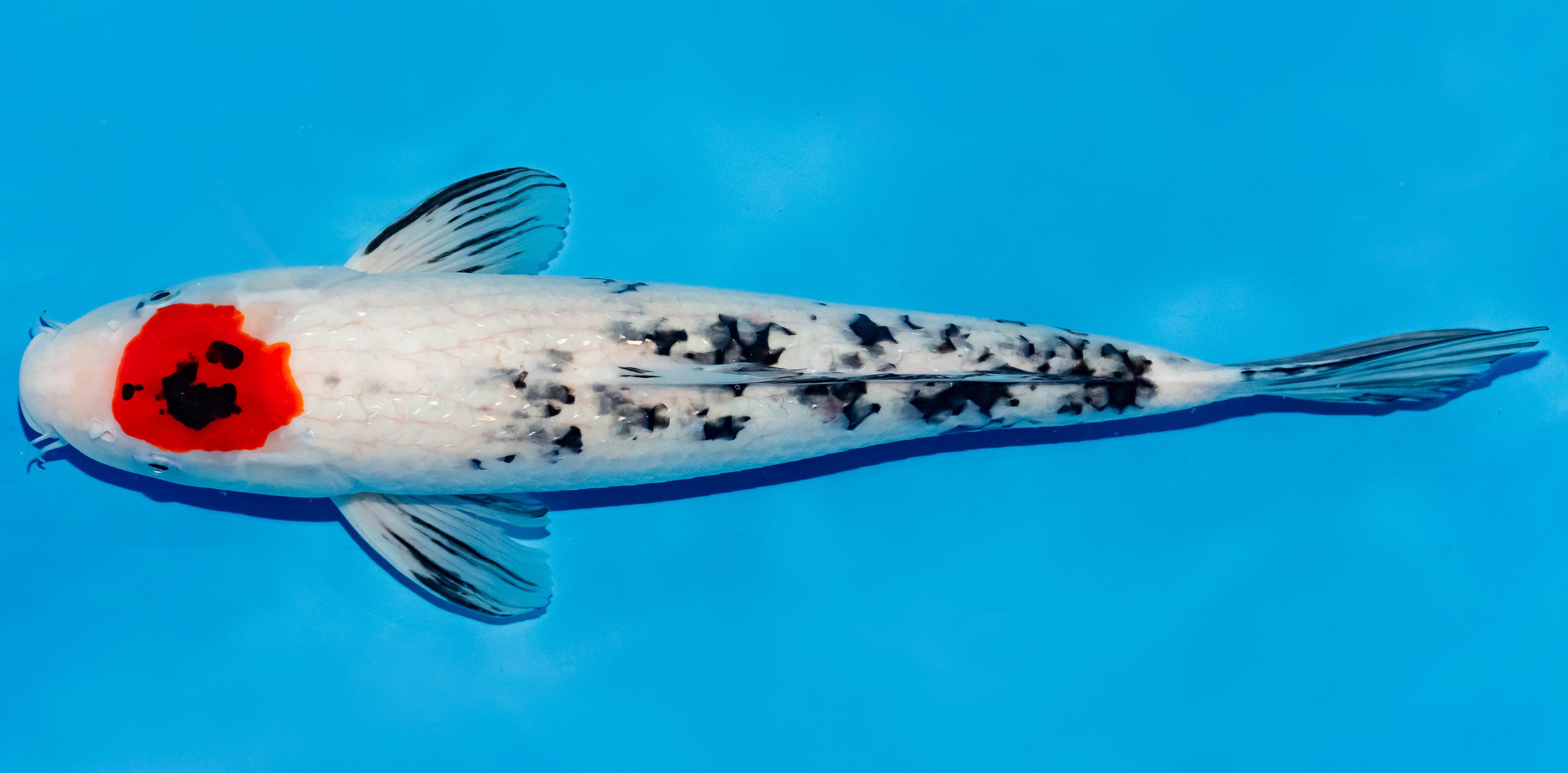 Koi 35-40cm Nr. 5078