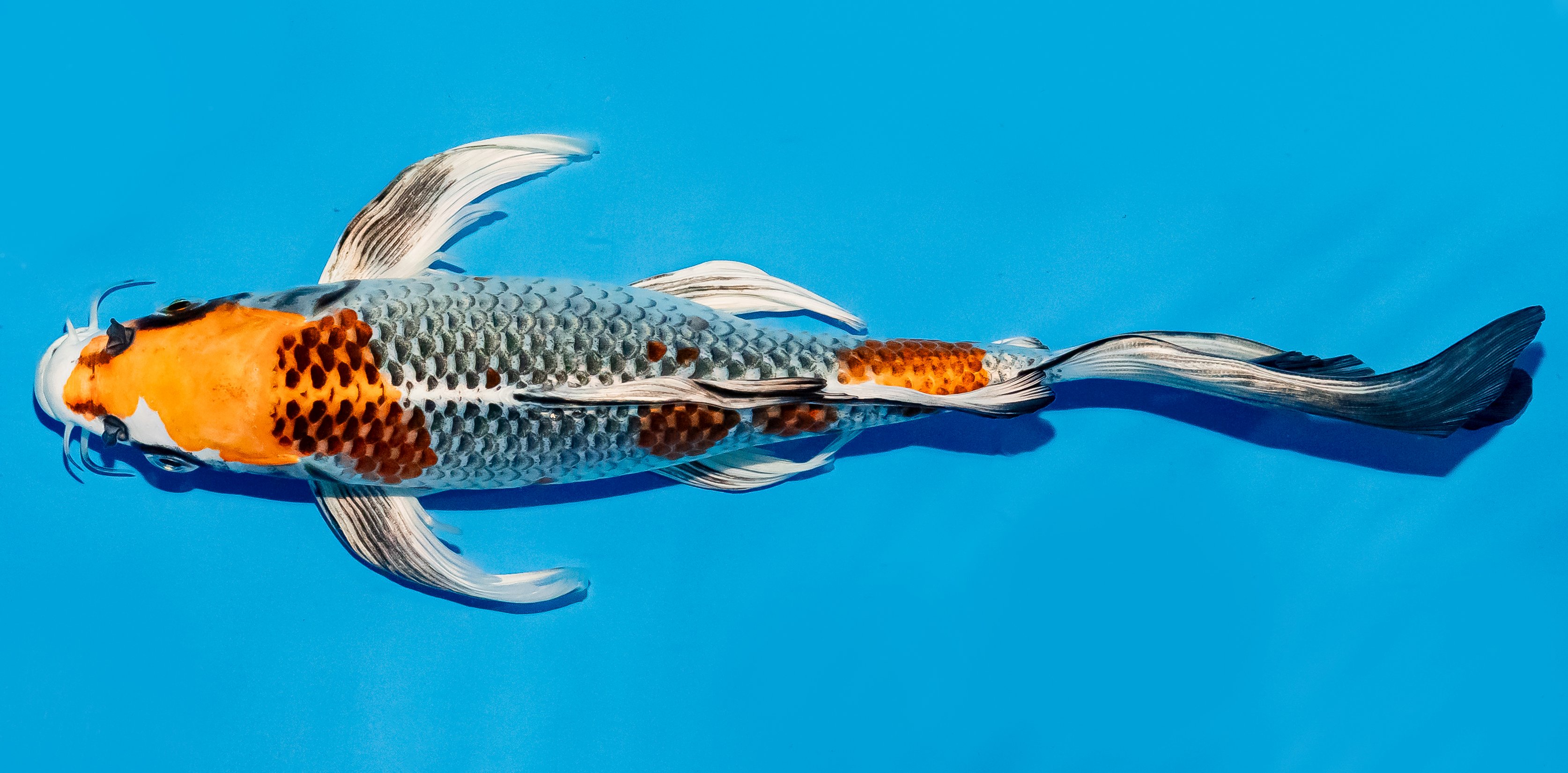 Butterfly Koi 25-30cm Nr. 6408