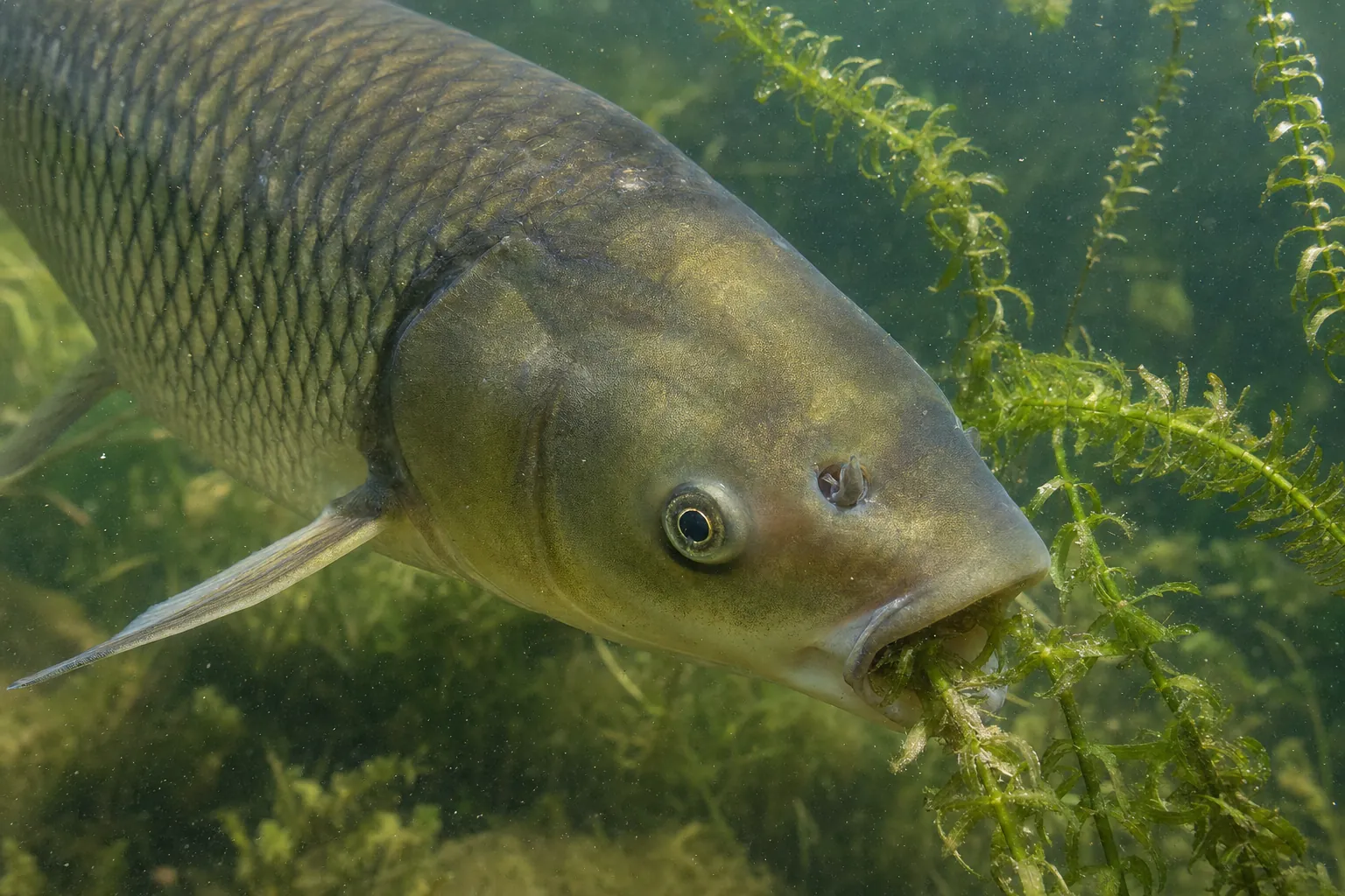 Graskarpfen weidet weiche Unterwasserpflanzen im klaren Teichwasser ab (computergeneriertes Symbolbild)