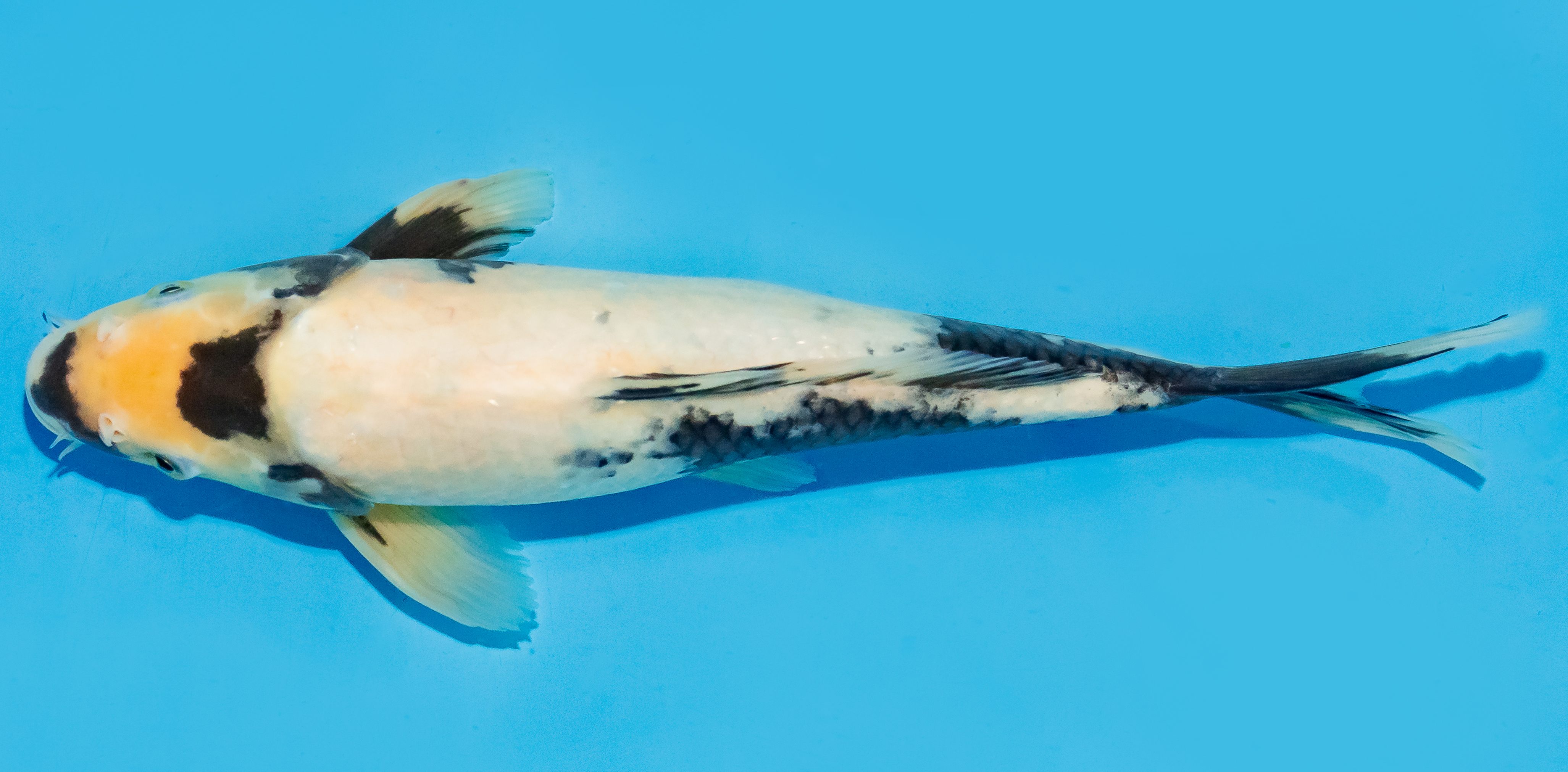Koi 30-35cm Nr. 7651