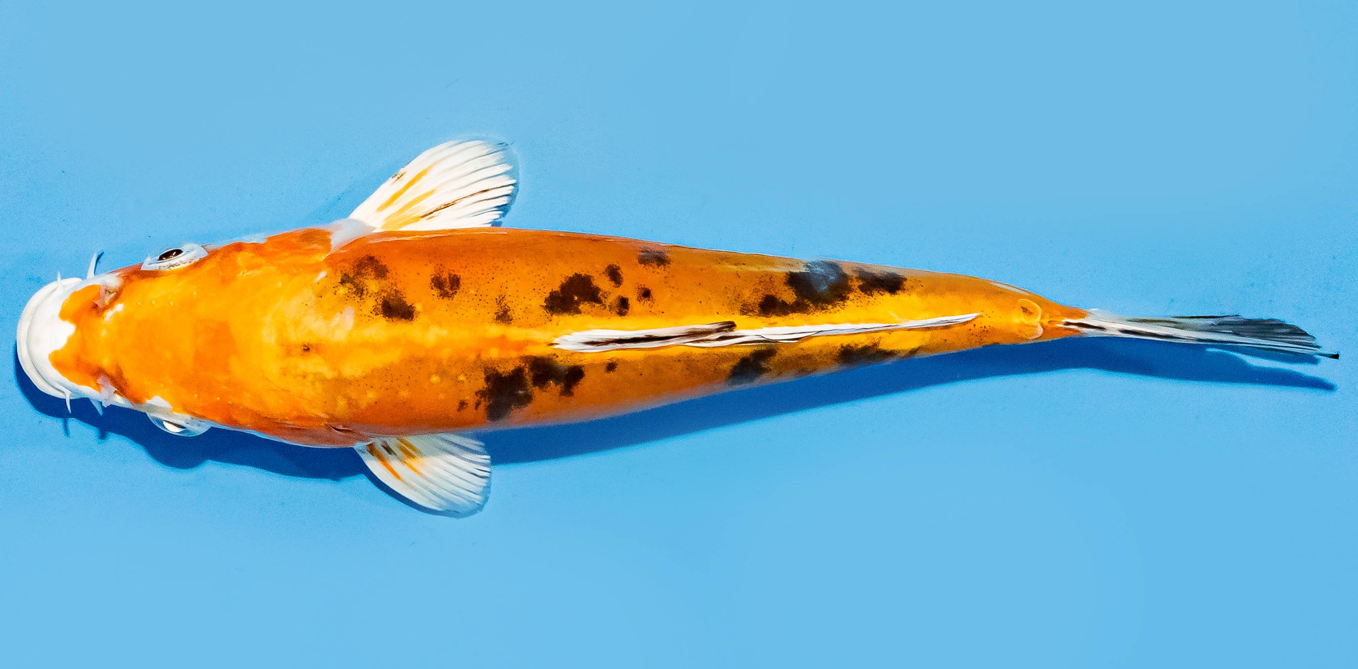 Koi 20-25cm Nr. 7589