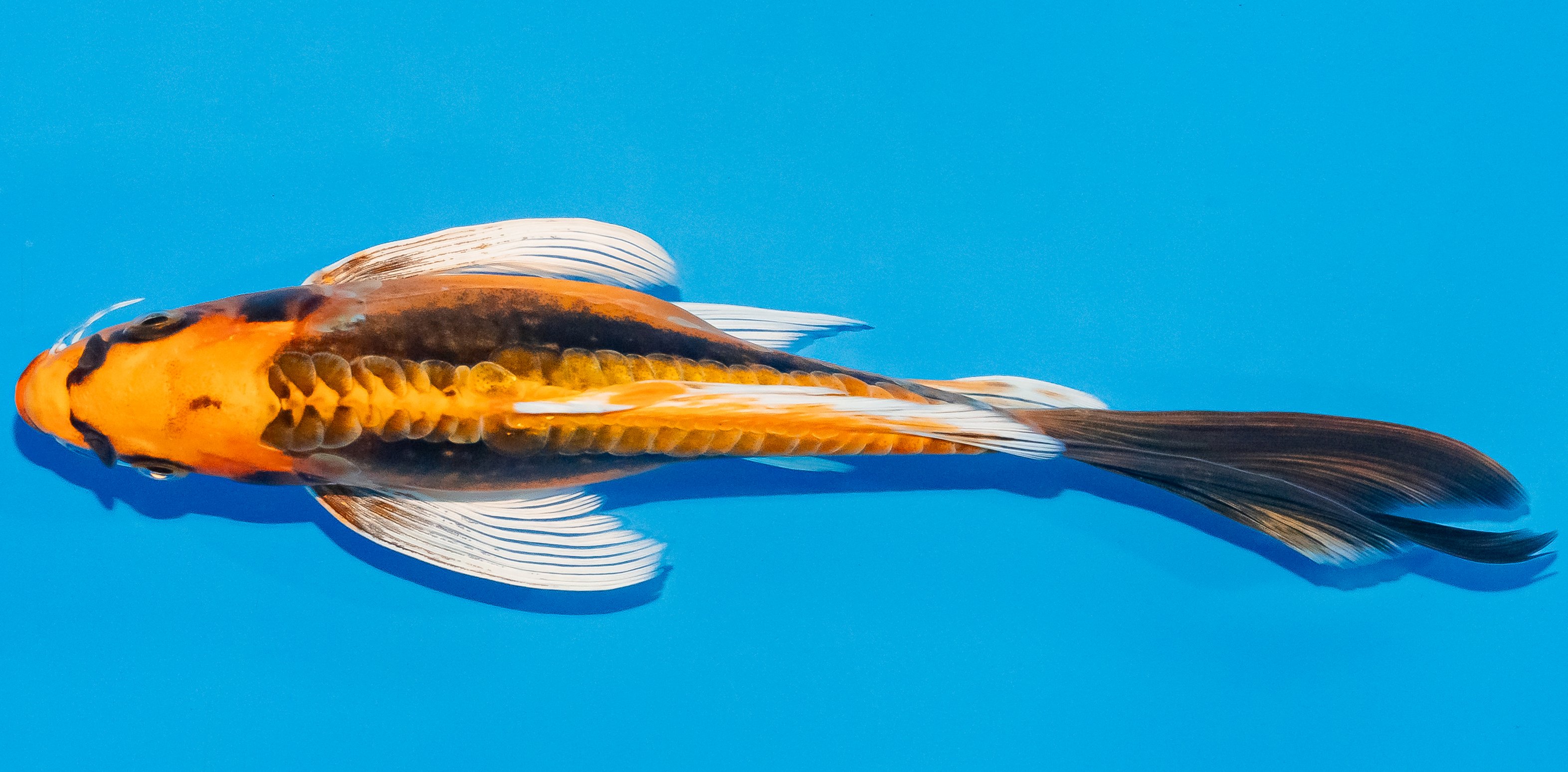 Butterfly Koi 20-25cm Nr. 3327