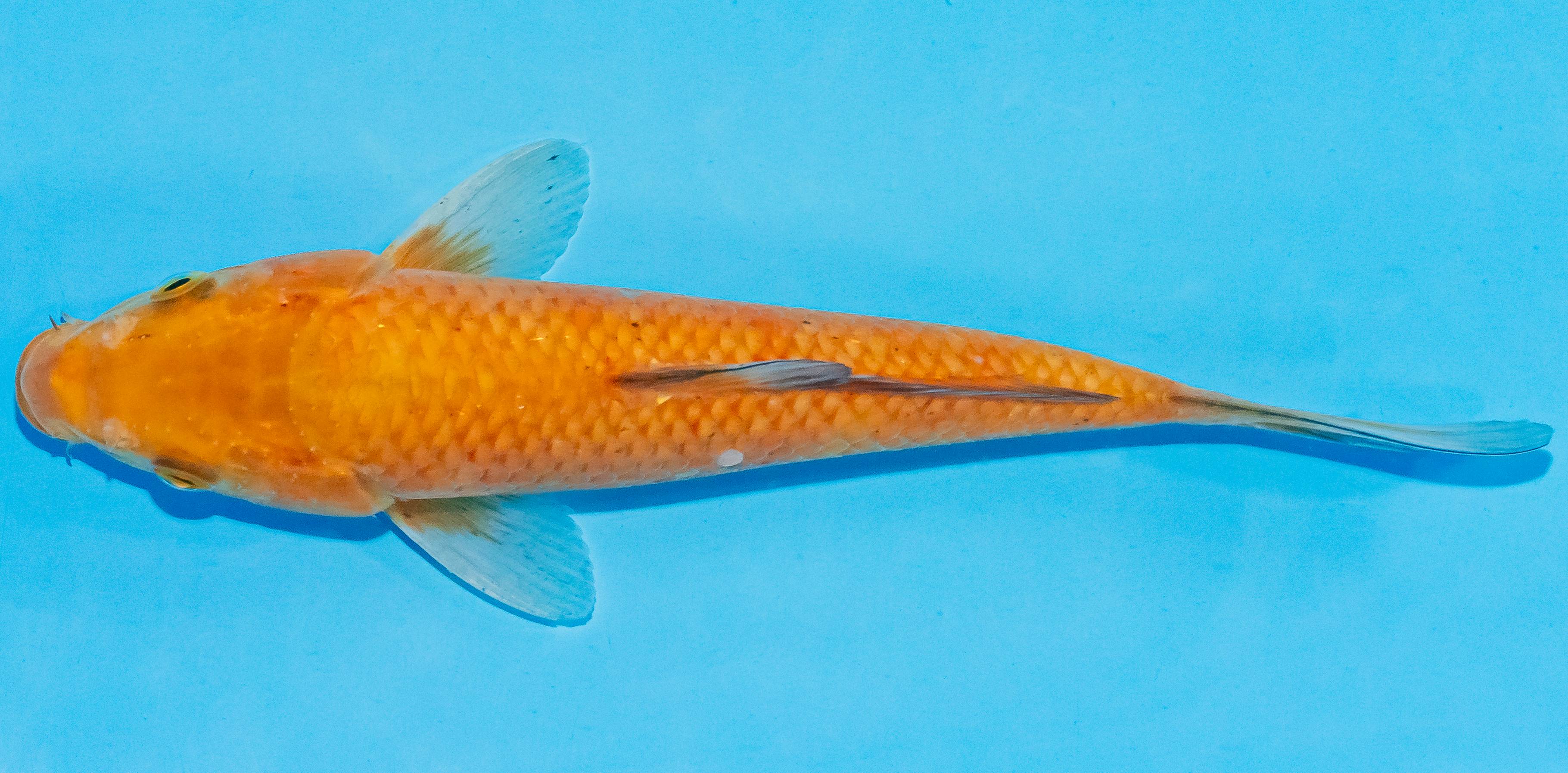 Koi 20-25cm Nr. 3507