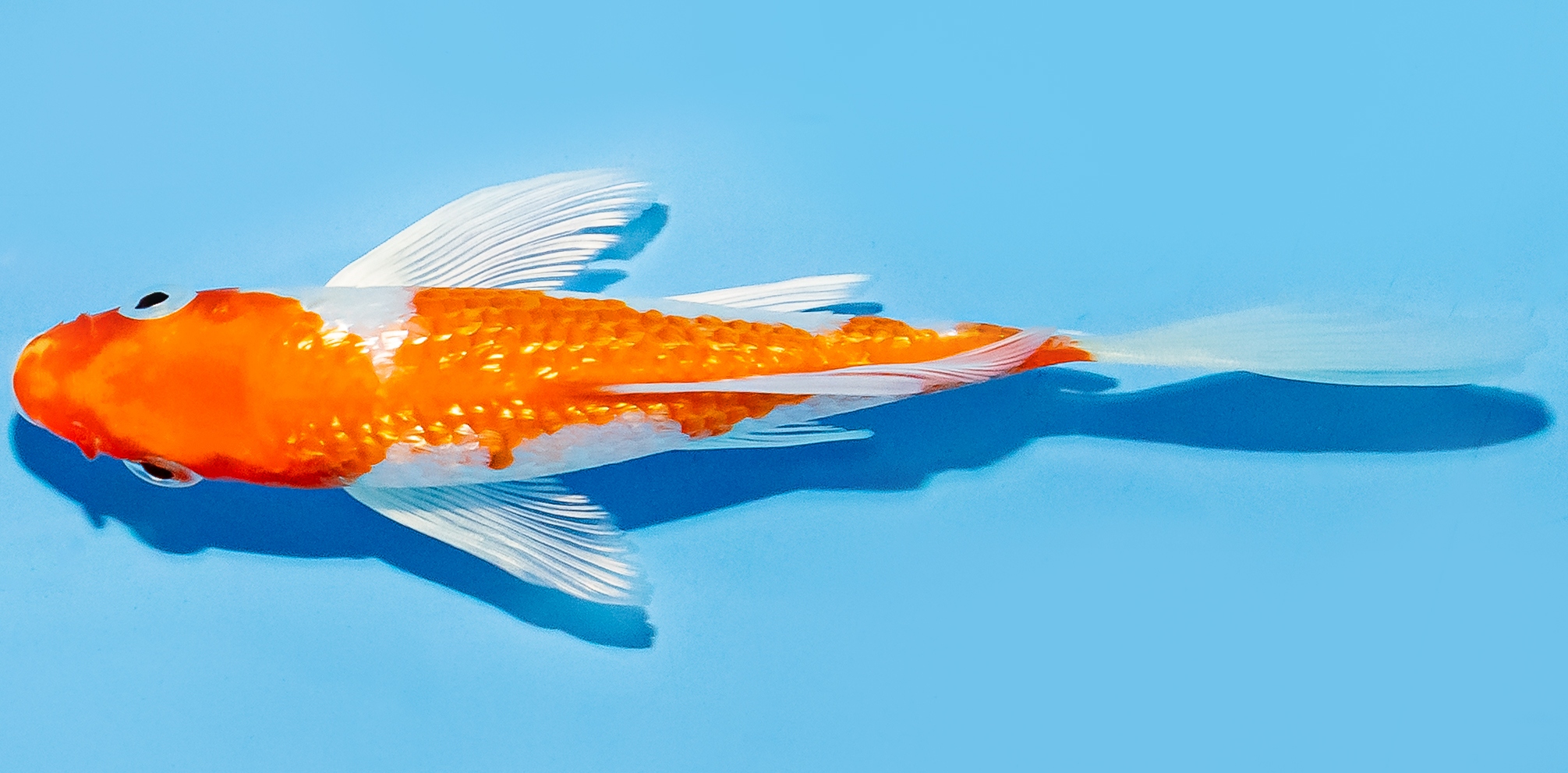 Butterfly Koi 14-17cm Nr. 8214