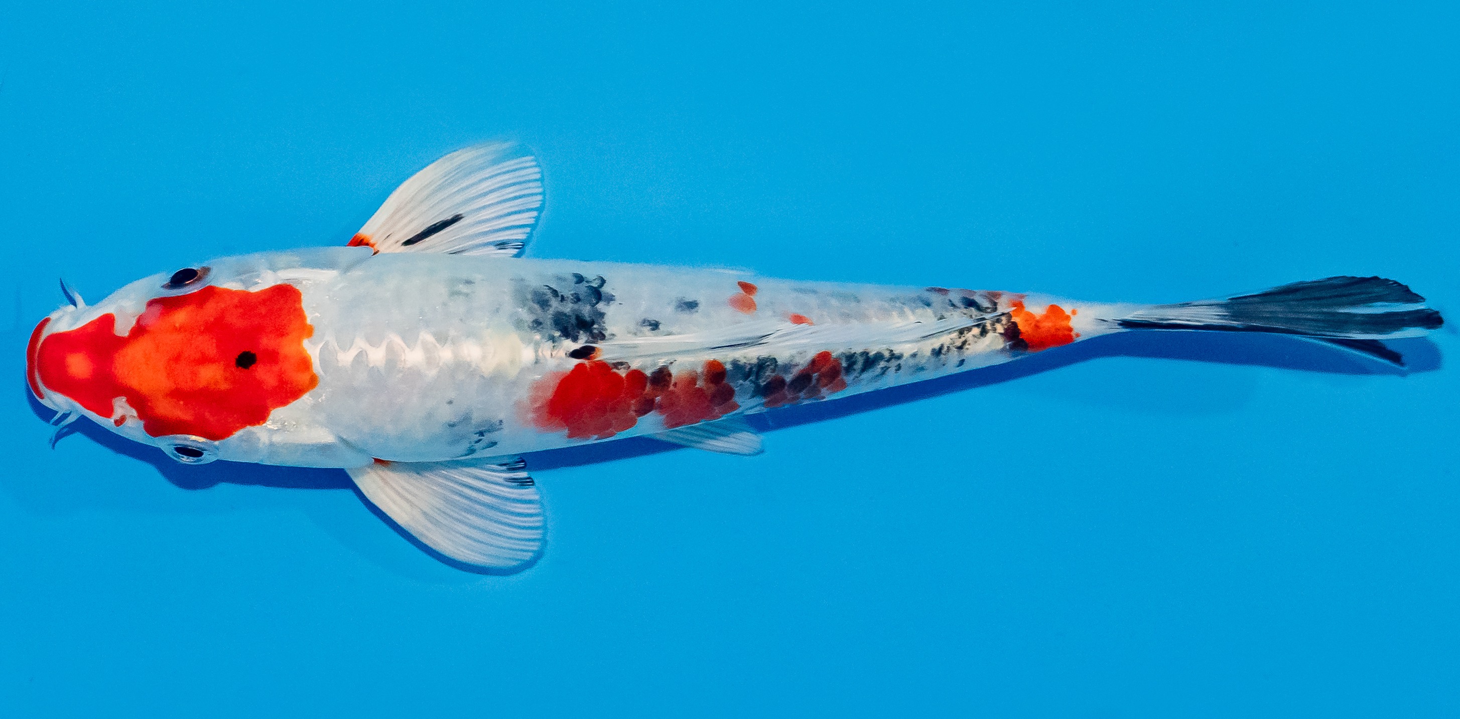 Koi 17-20cm Nr. 2009