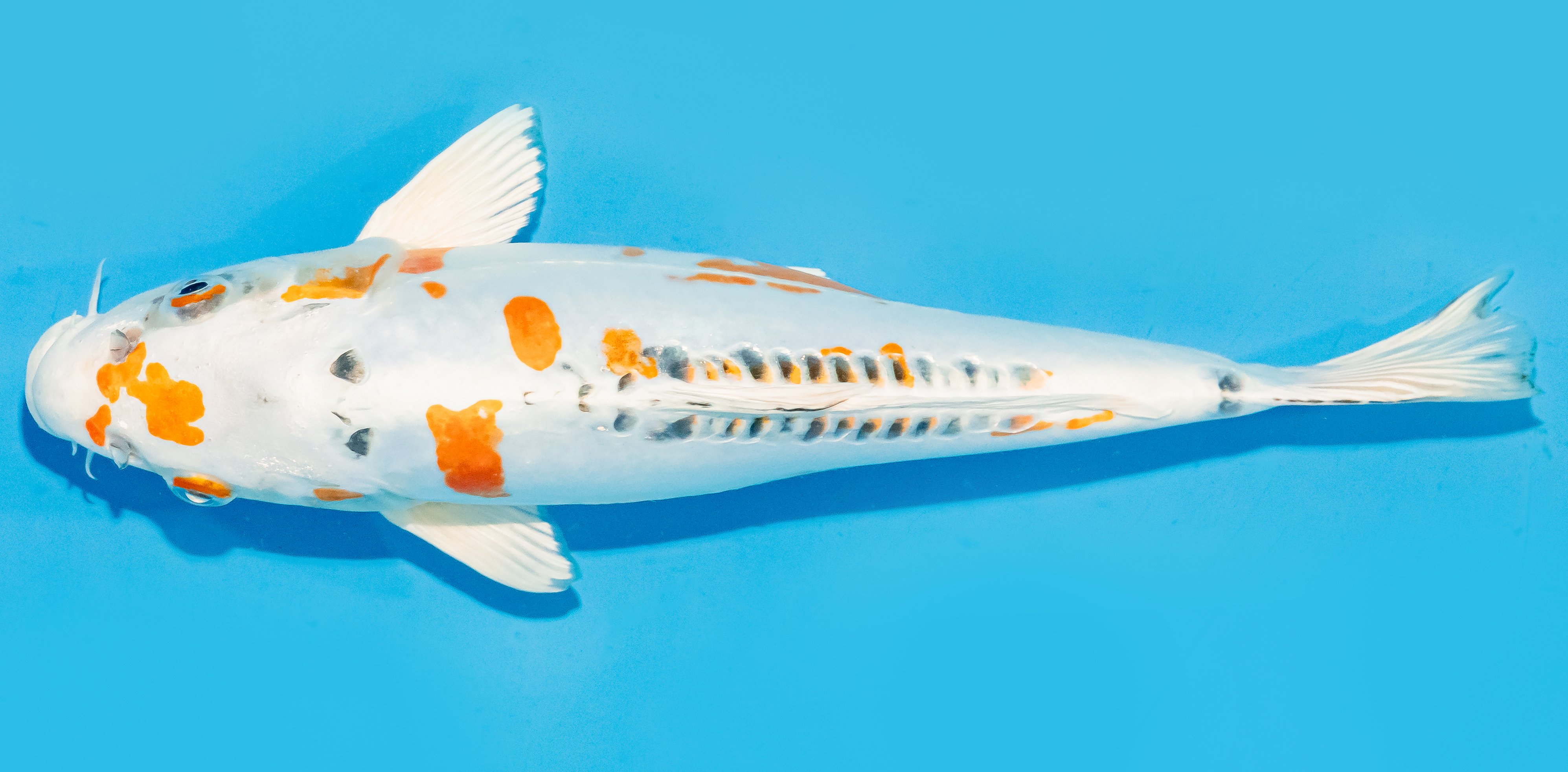 Koi 30-35cm Nr. 7650