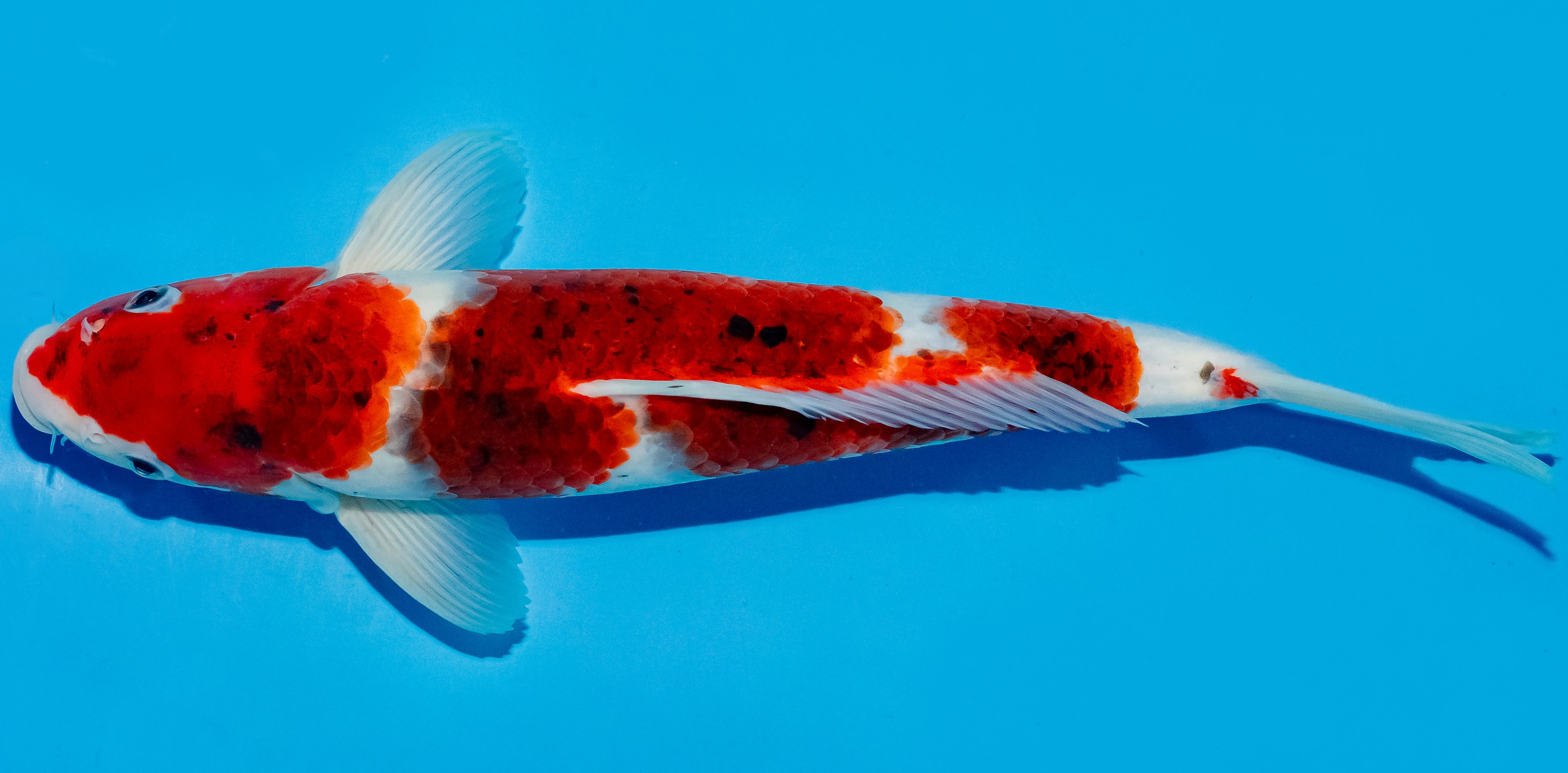 Koi 30-35cm Nr. 5111