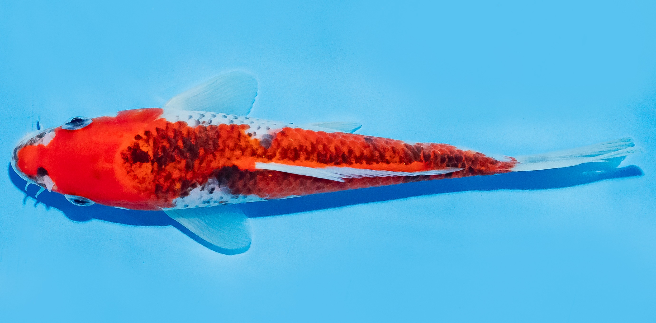 Koi 17-20cm Nr. 8716