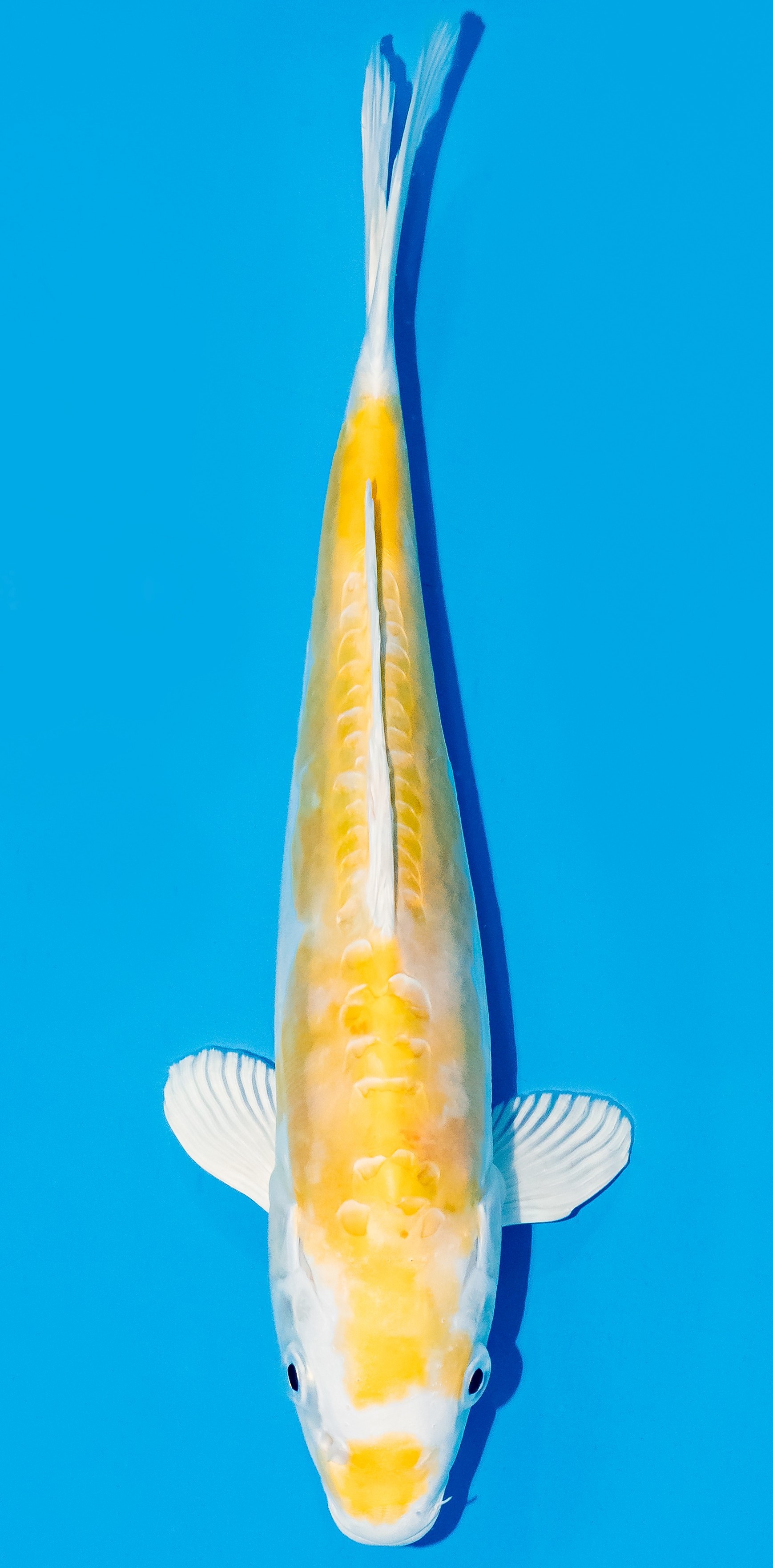 Koi 25-30cm Nr. 6215