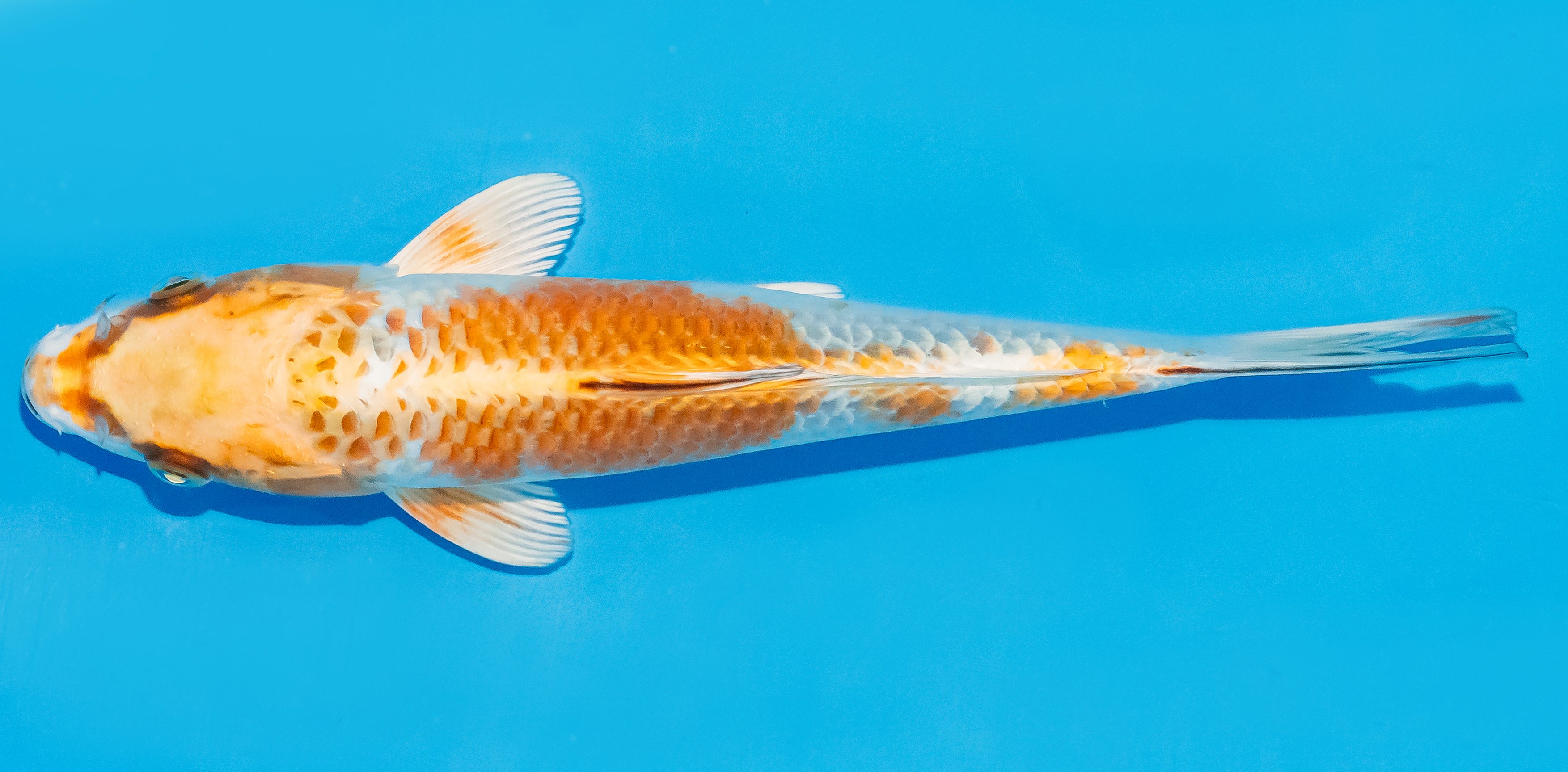 Koi 20-25cm Nr. 3553