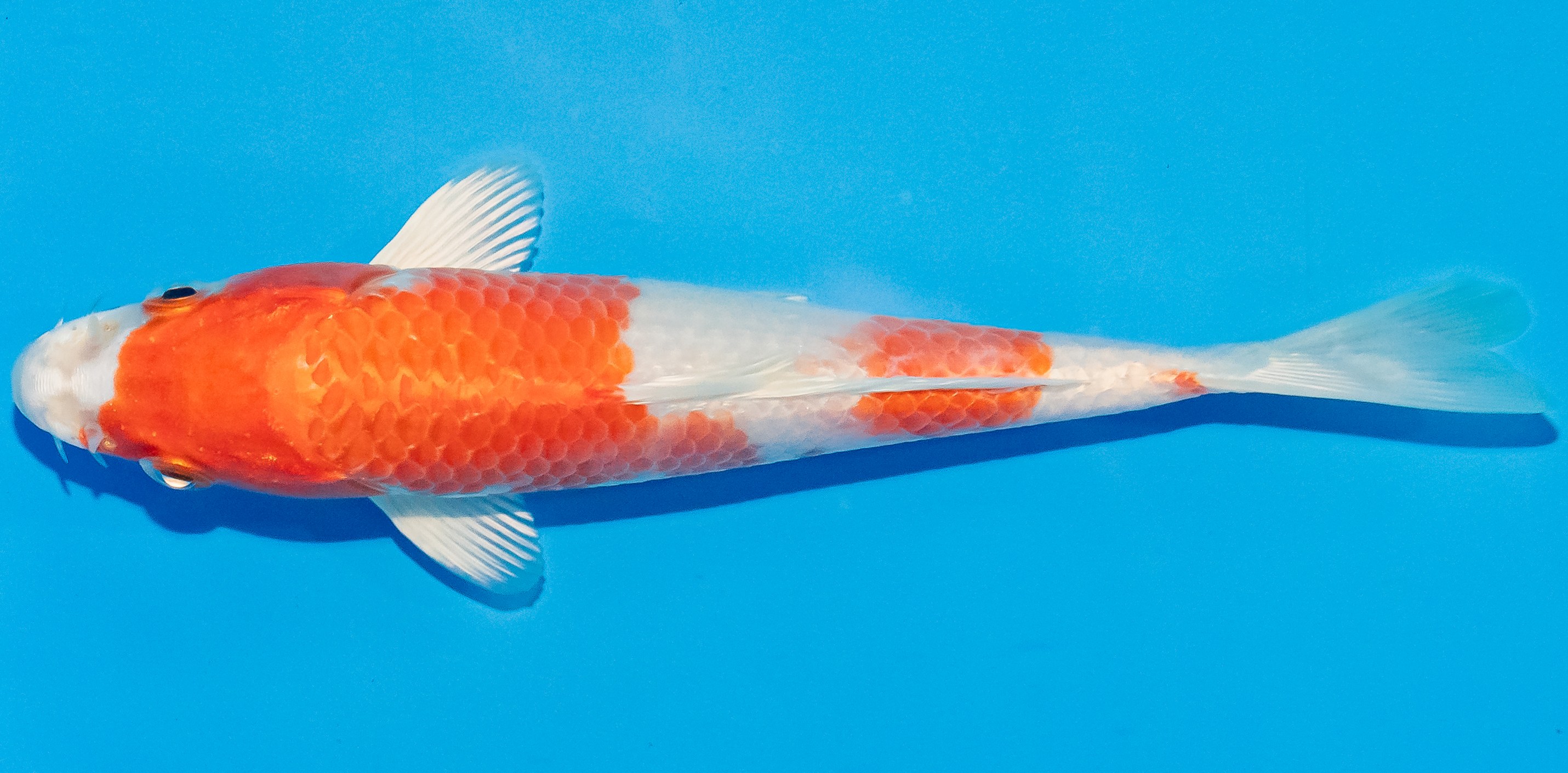 Koi 14-17cm Nr. 2753