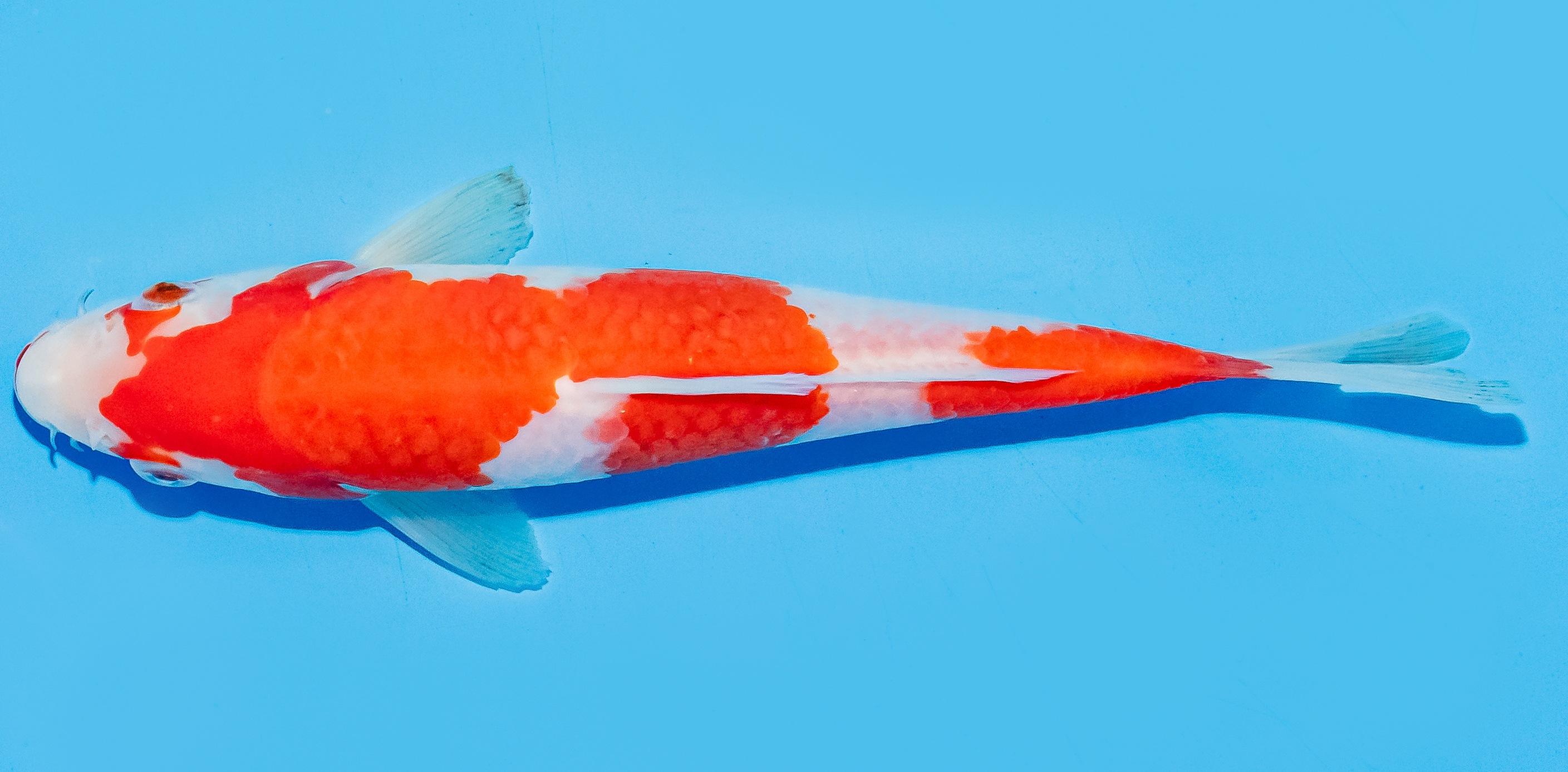 Koi 17-20cm Nr. 6595