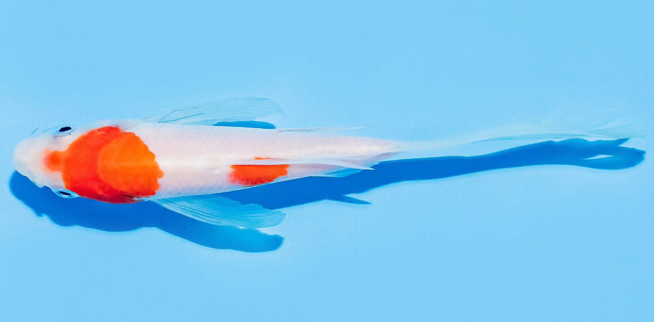 Butterfly Koi 14-17cm Nr. 8235