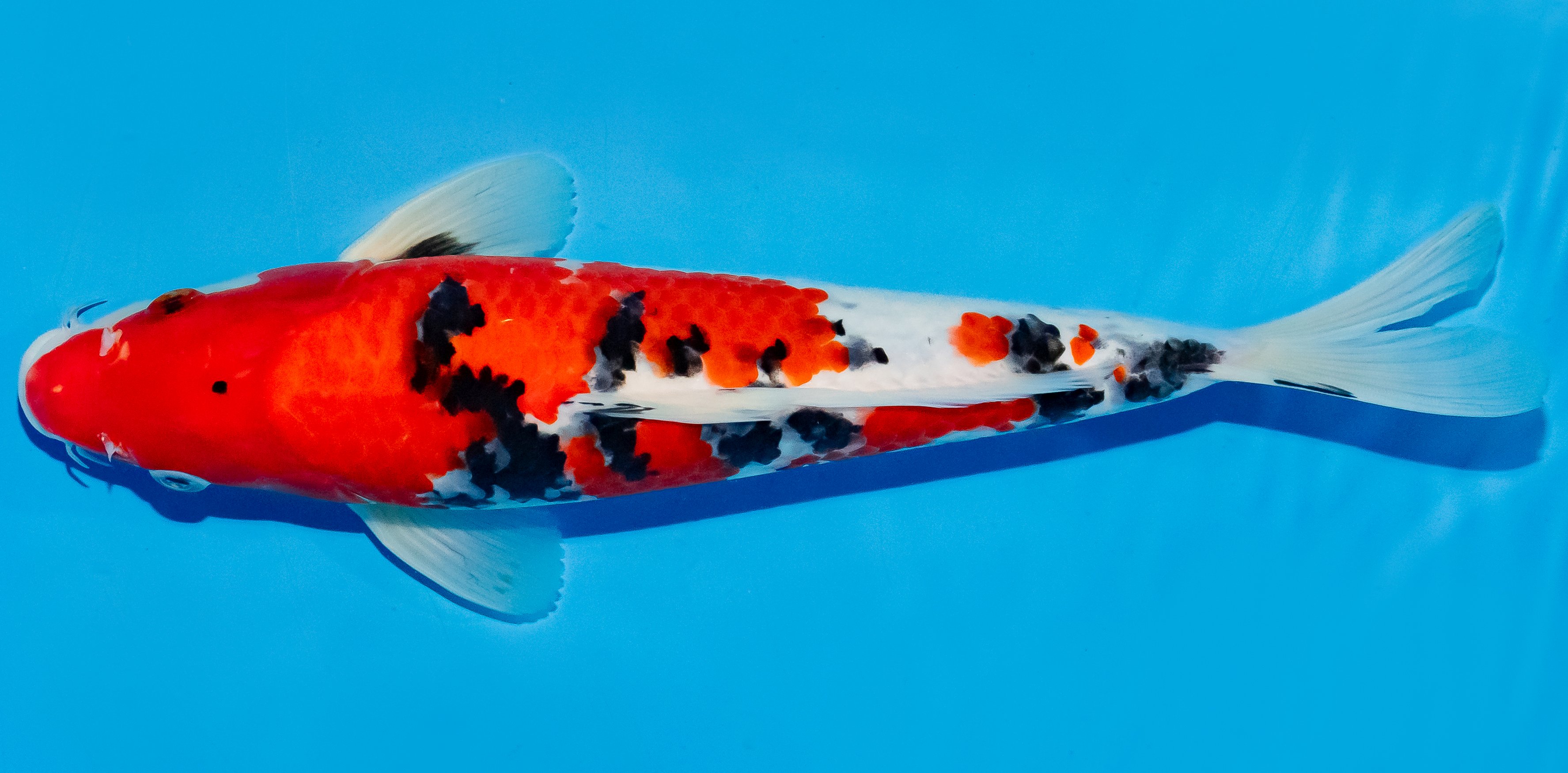 Koi 30-35cm Nr. 6344