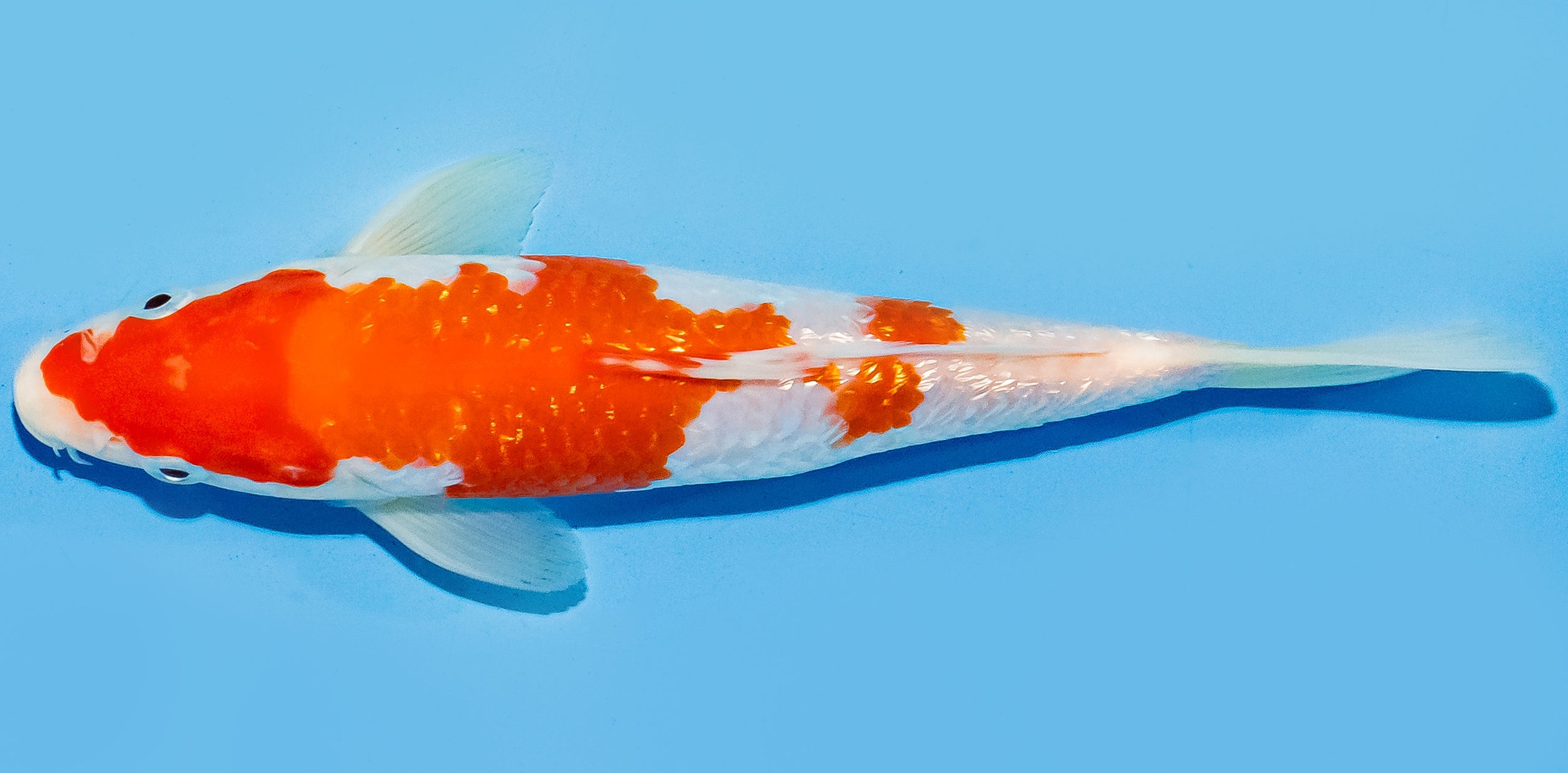 Koi 17-20cm Nr. 6578