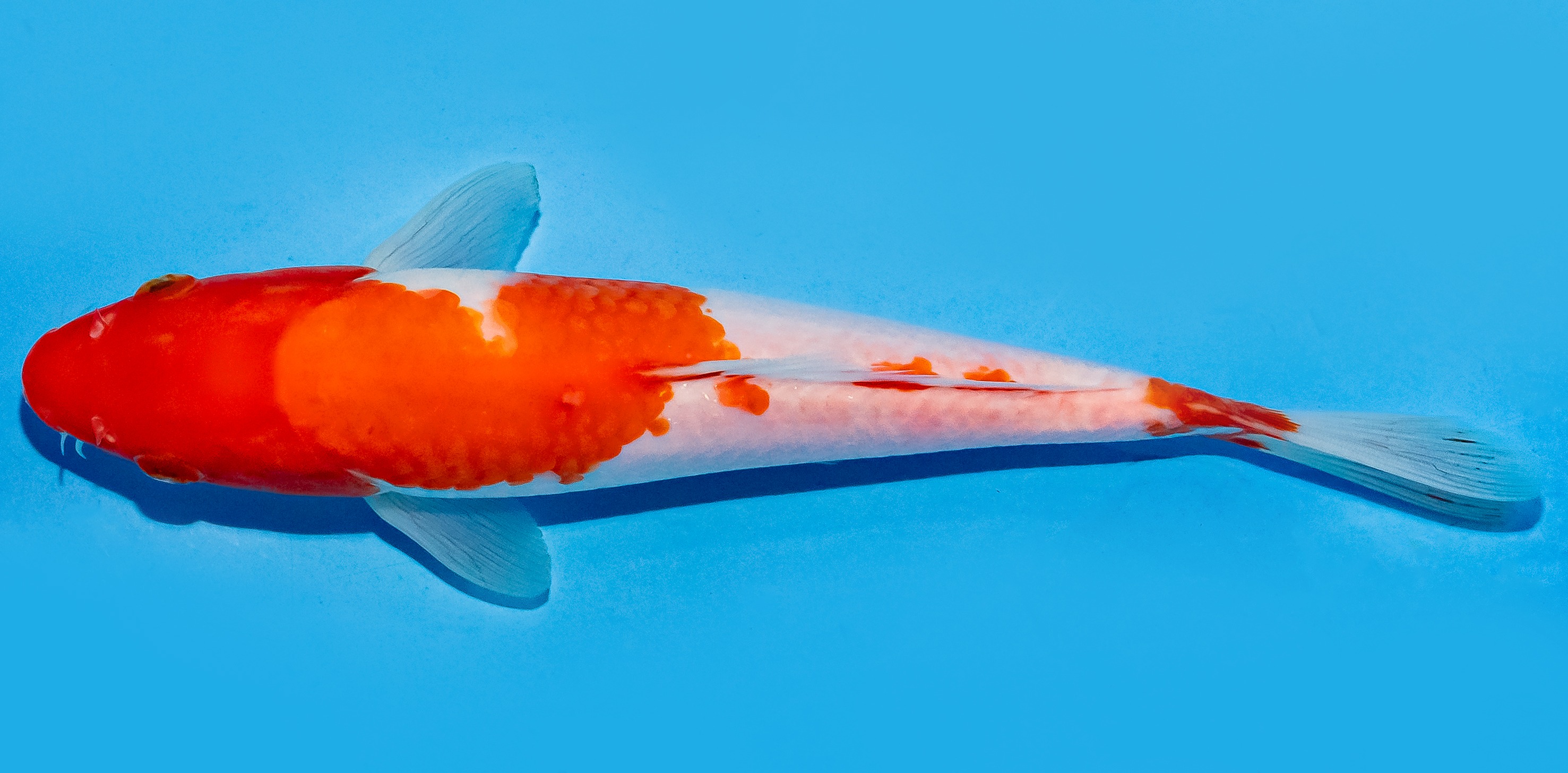 Koi 20-25cm Nr. 8656