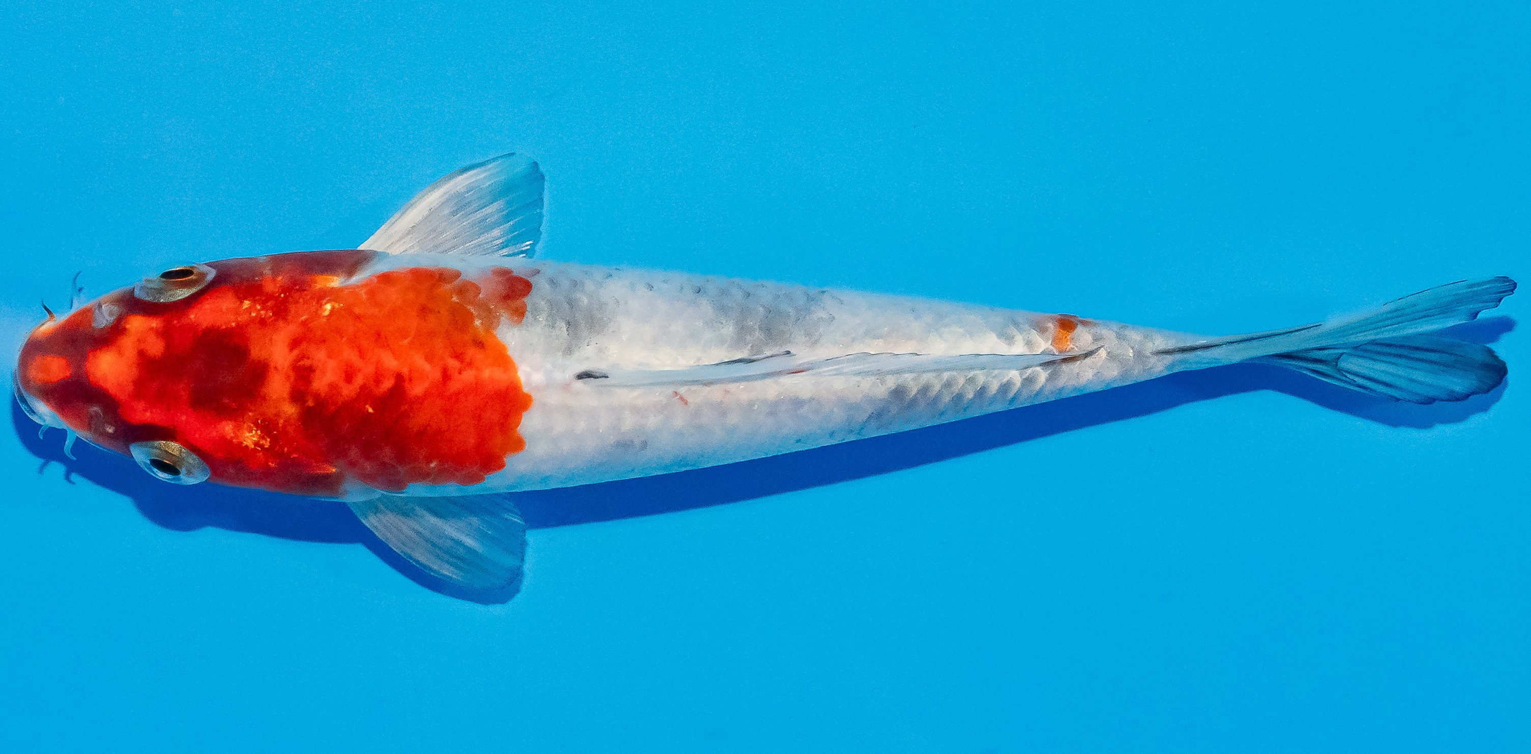 Koi 17-20cm Nr. 2066