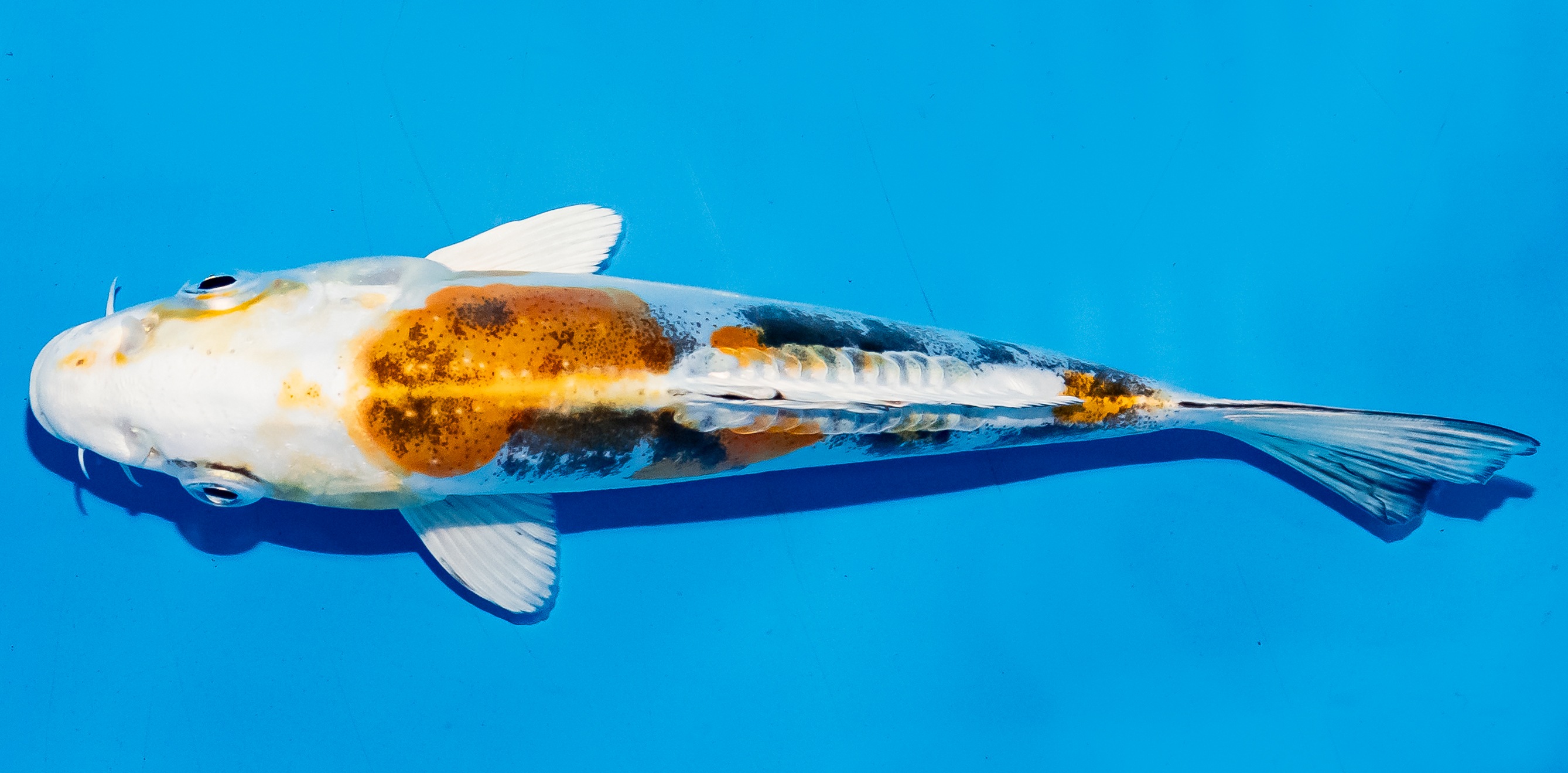 Koi 14-17cm Nr. 6194