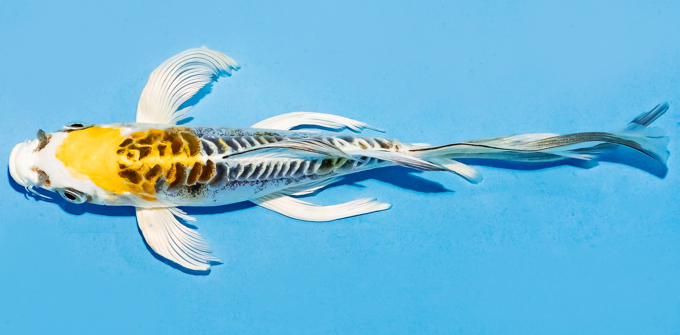 Butterfly Koi 17-20cm Nr. 5917