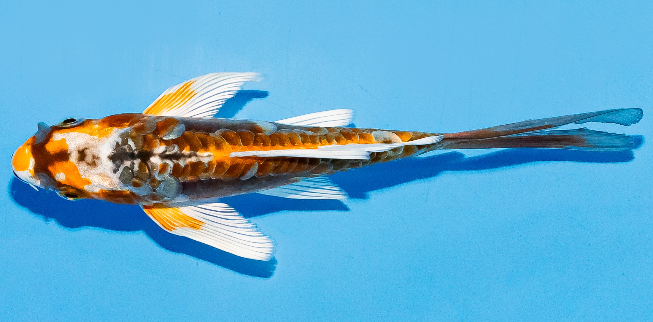 Butterfly Koi 14-17cm Nr. 5710