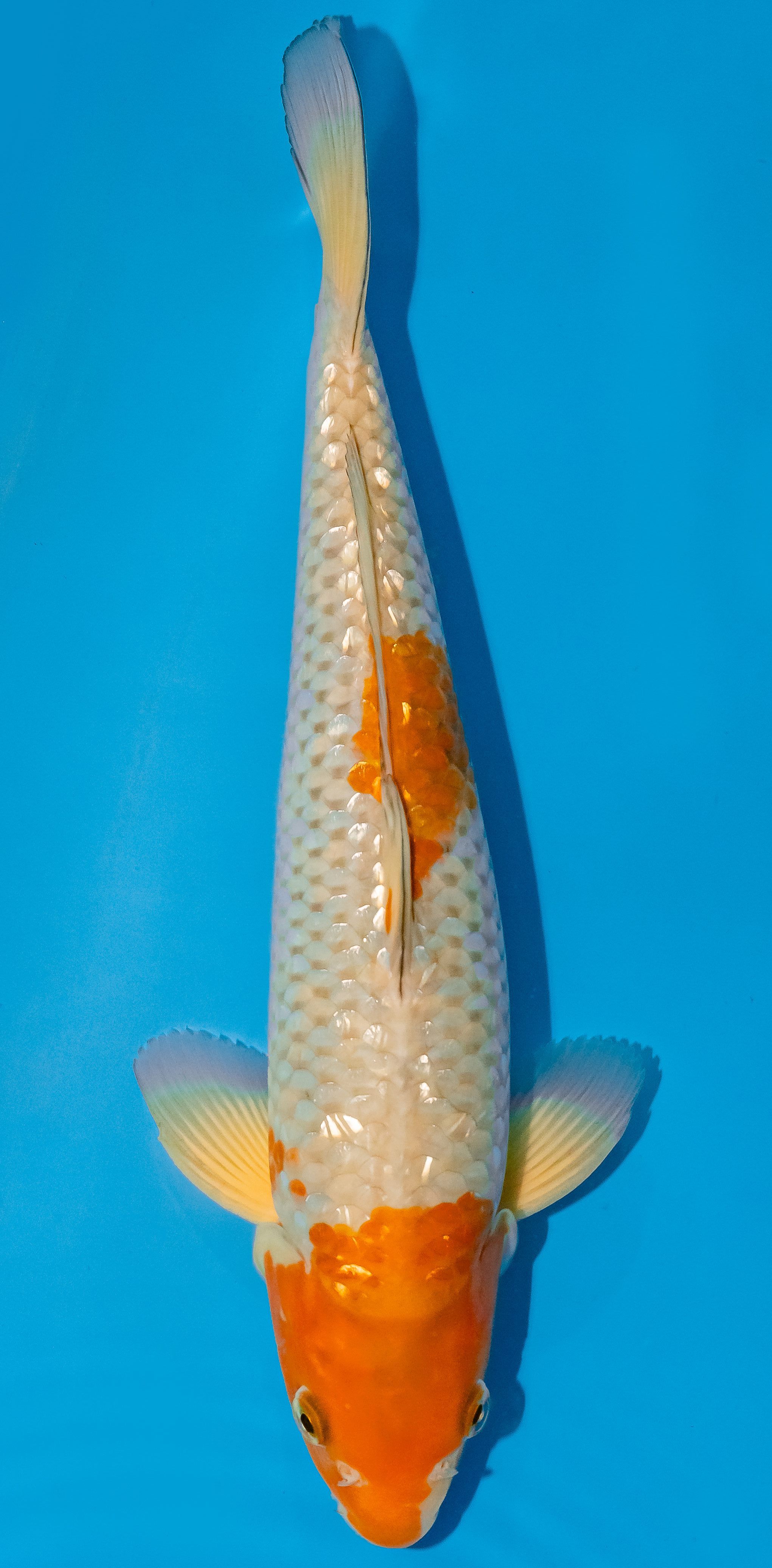 Koi 35-40cm Nr. 5096