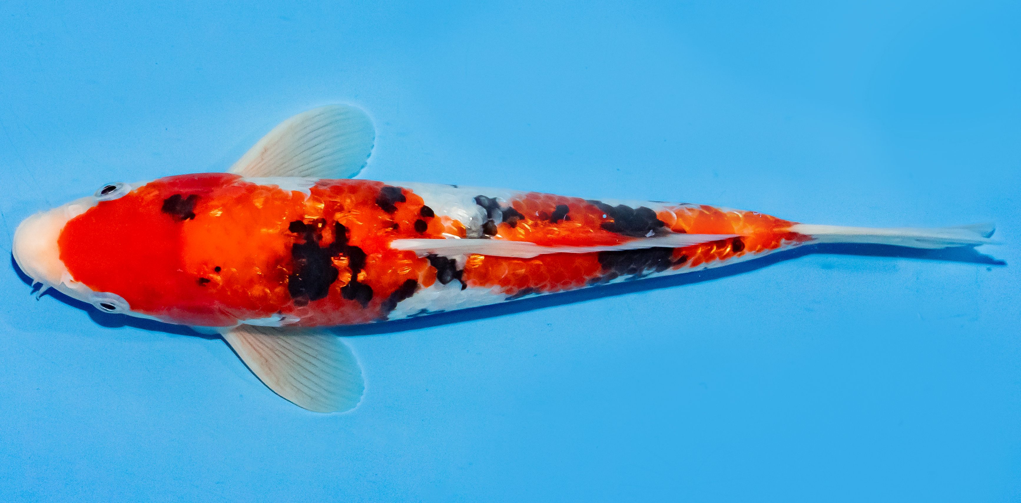 Koi 25-30cm Nr. 6262