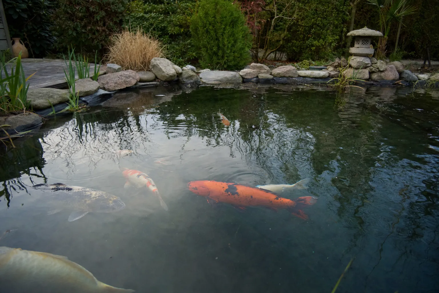 Koi im klaren Teichwasser dicht unter der Wasseroberfläche (computergeneriertes Symbolbild)