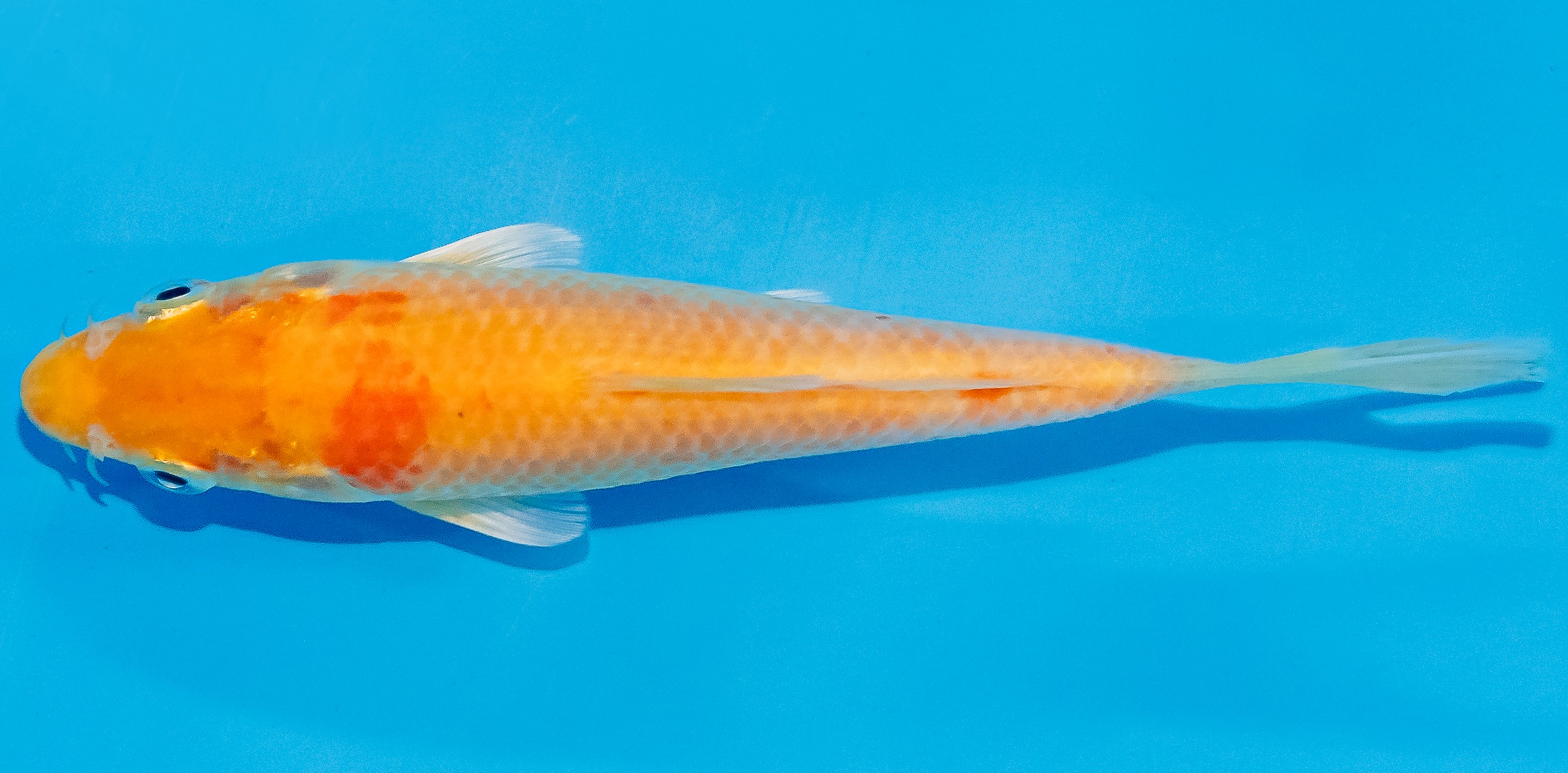 Koi 14-17cm Nr. 3642