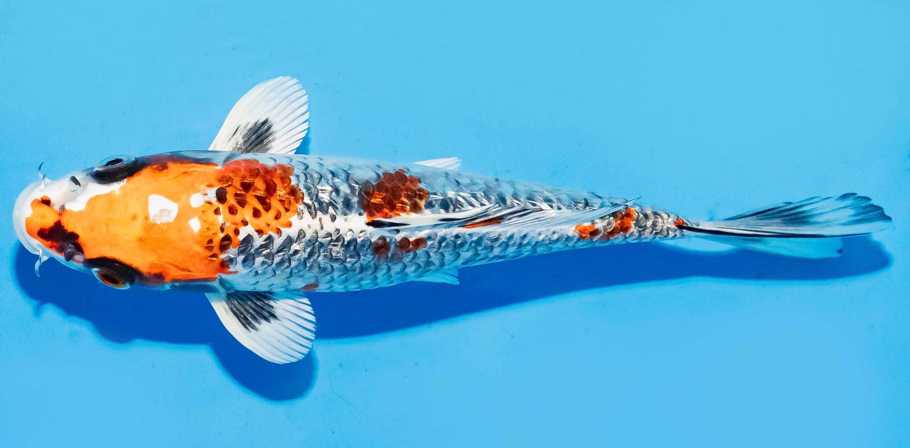 Koi 17-20cm Nr. 6585