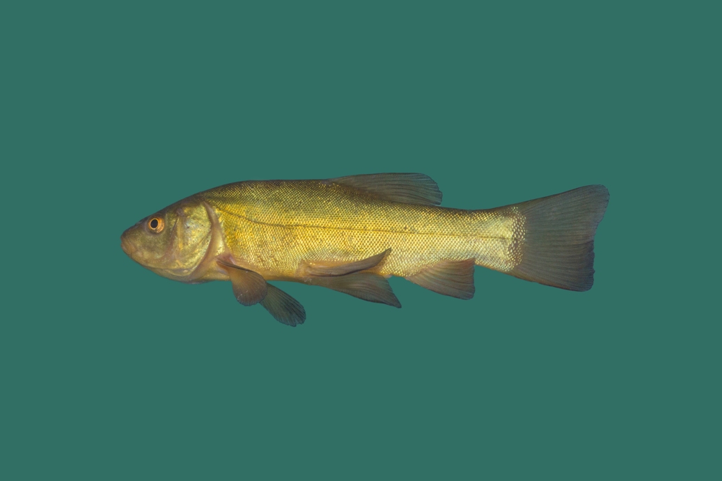 100x Schleie, Grünschleie 6-9cm "frachtfrei"