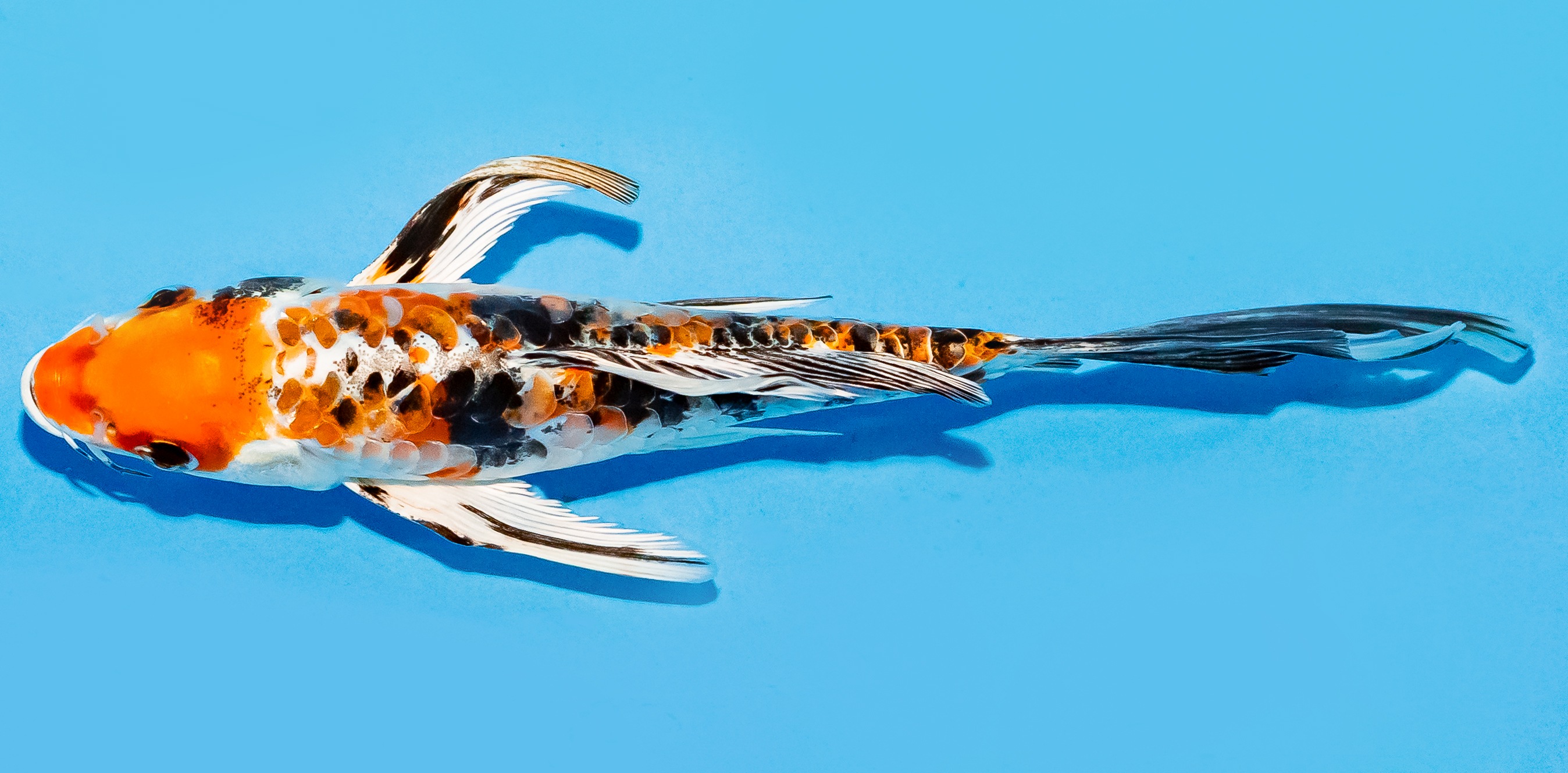 Butterfly Koi 17-20cm Nr. 6957