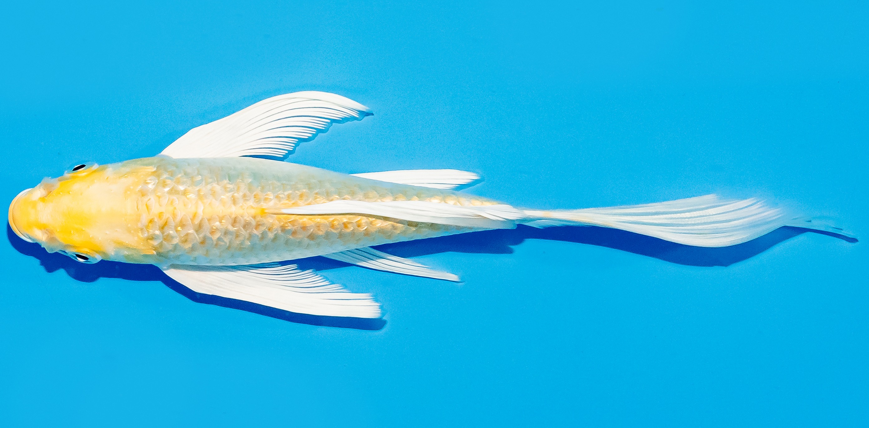 Butterfly Koi 20-25cm Nr. 5427