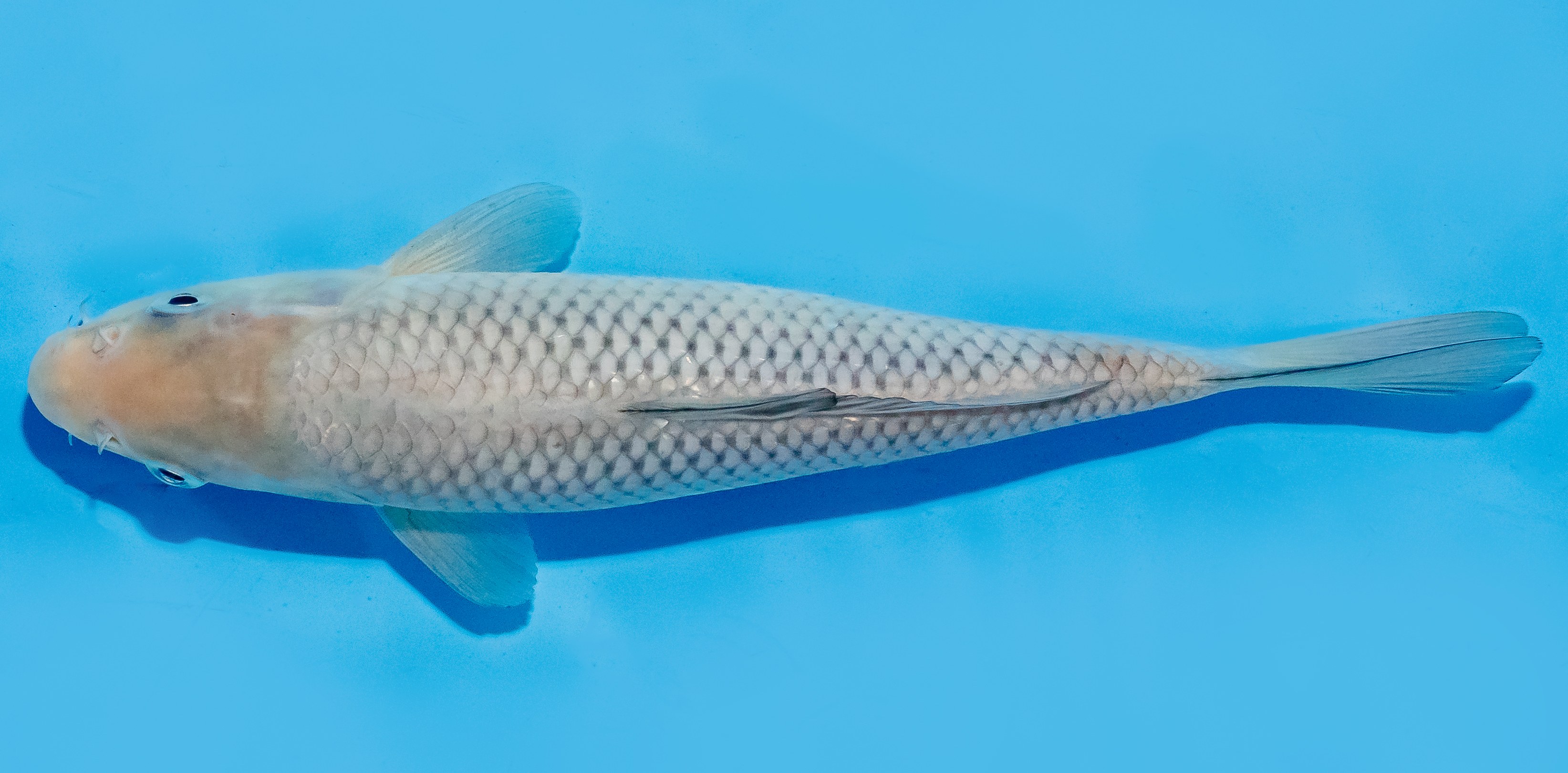 Koi 20-25cm Nr. 8421