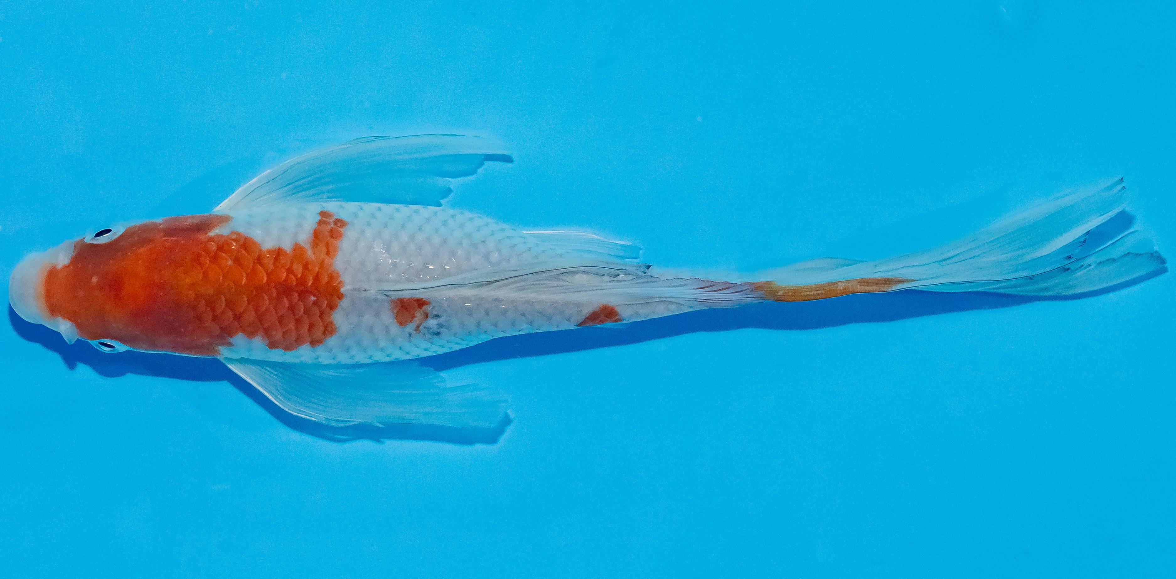 Butterfly Koi 25-30cm Nr. 2357