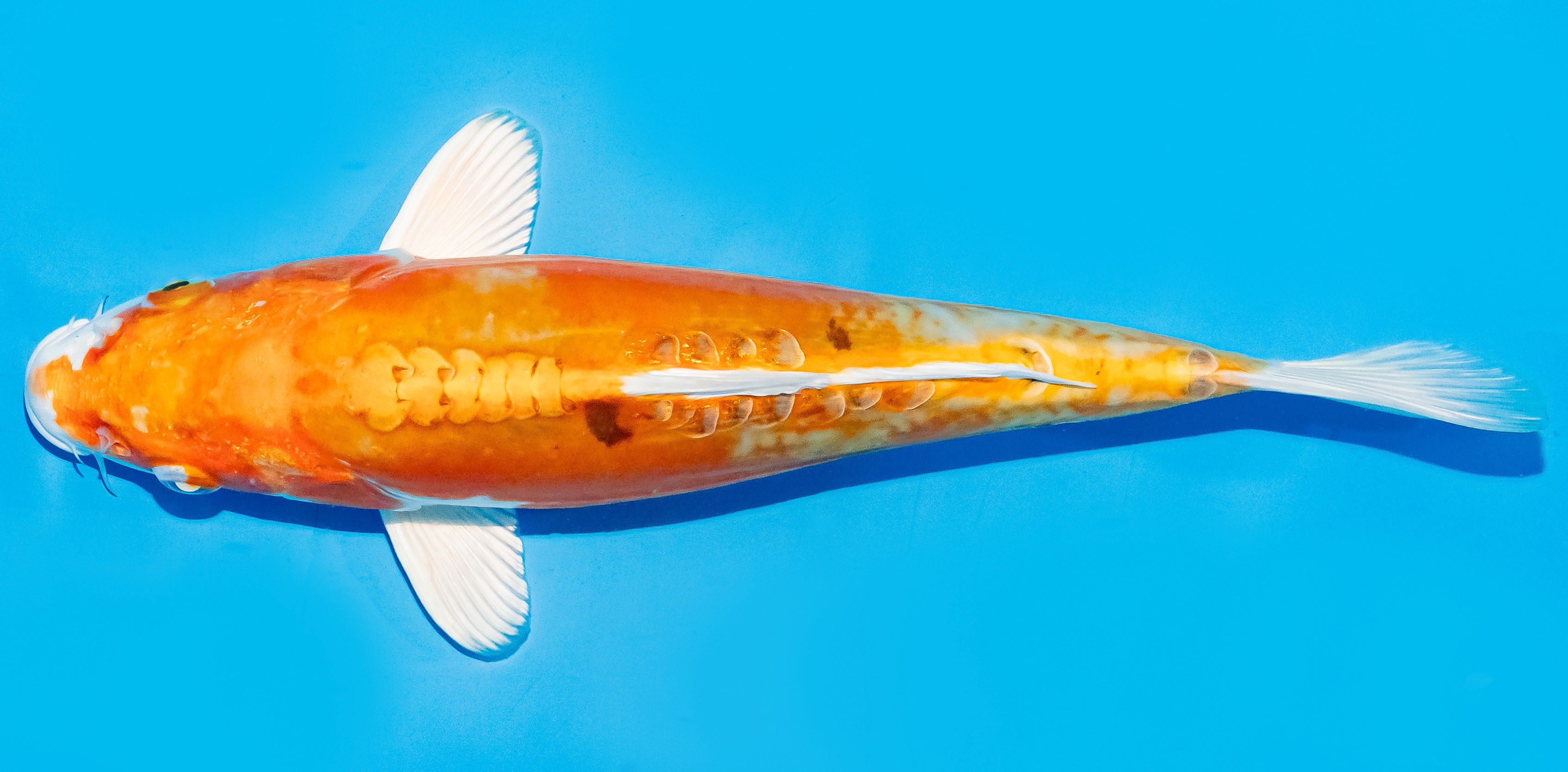 Koi 25-30cm Nr. 8321