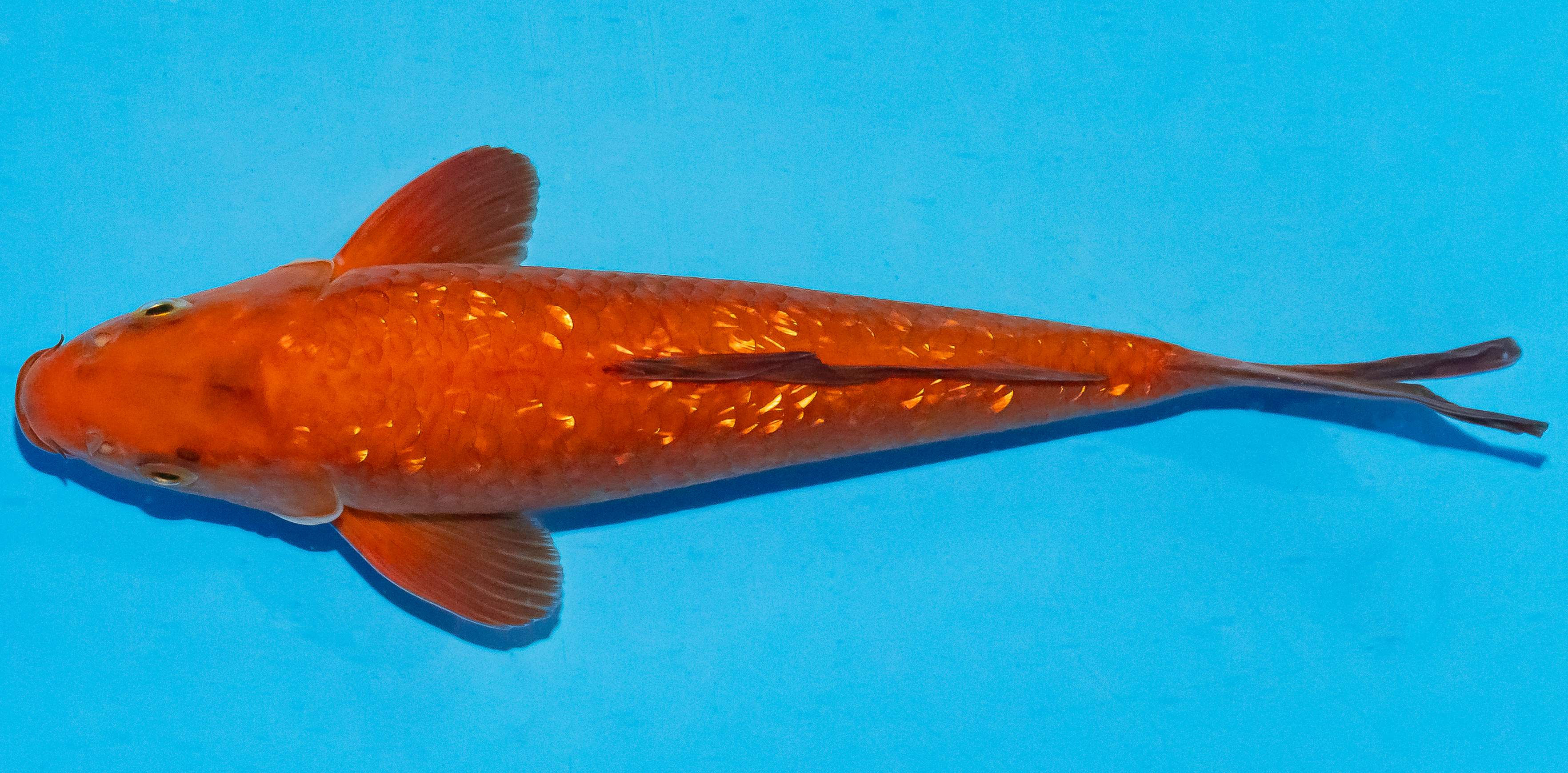 Koi 25-30cm Nr. 4206