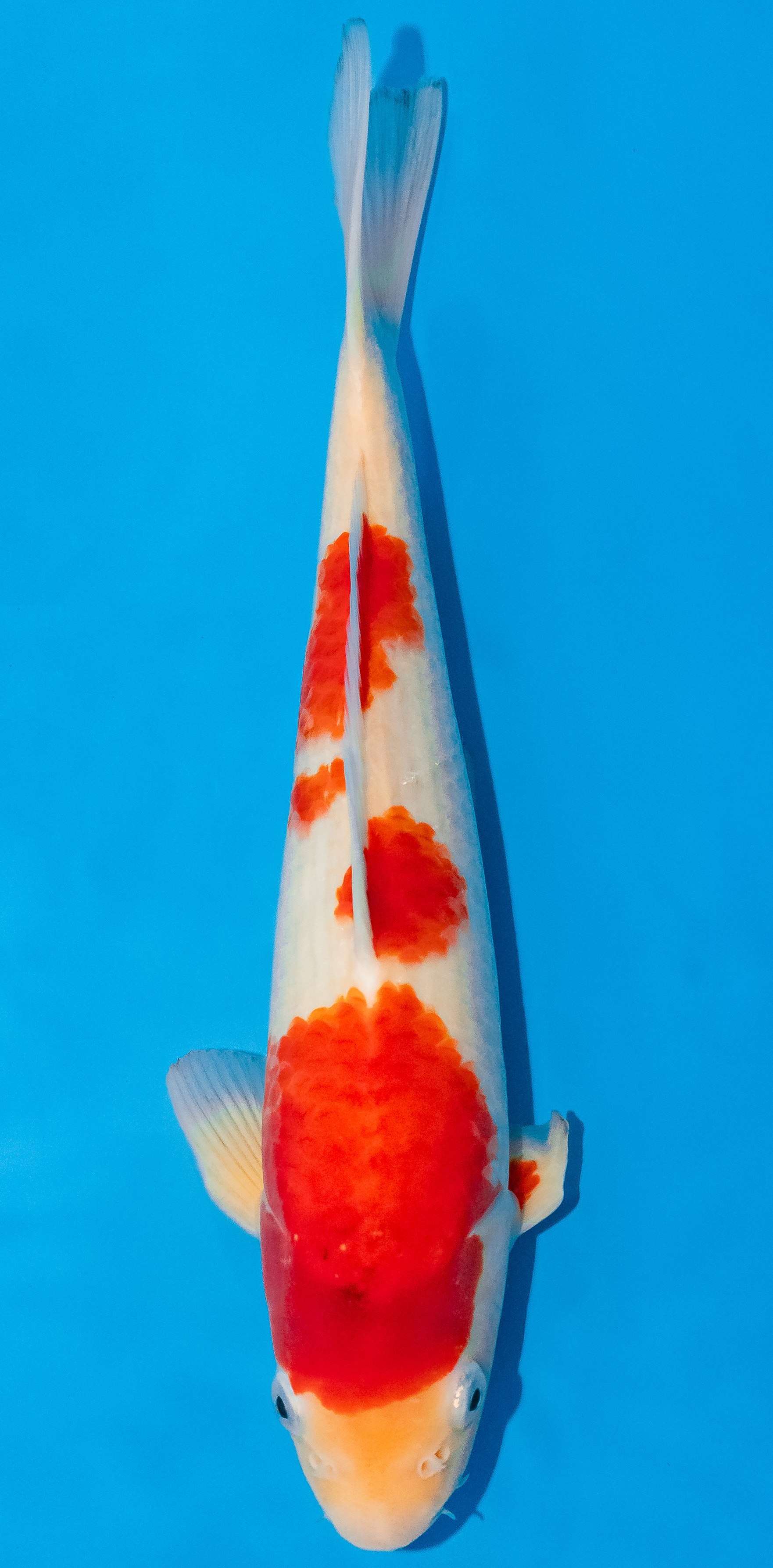 Koi 30-35cm Nr. 1032