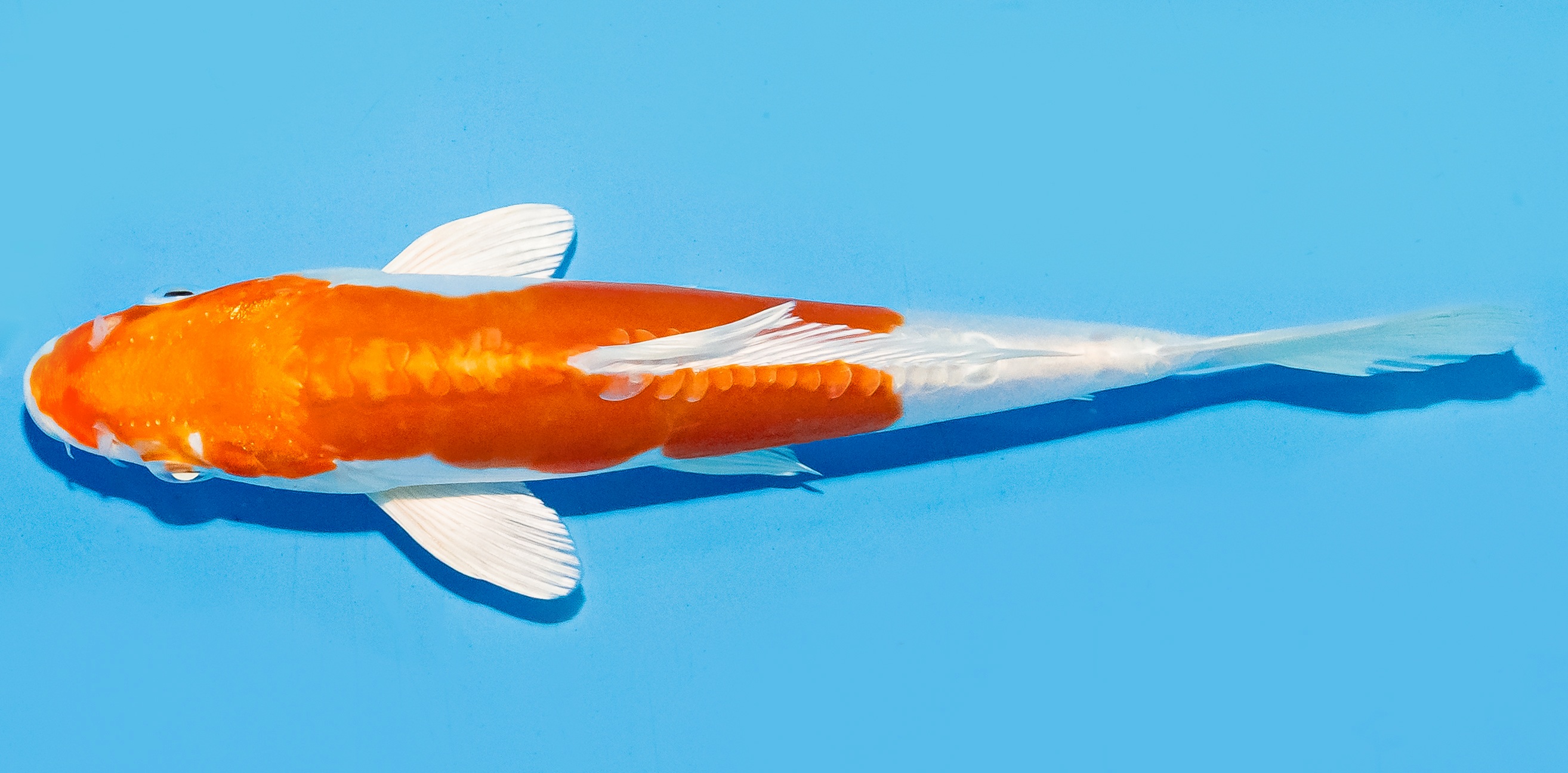 Koi 17-20cm Nr. 8785