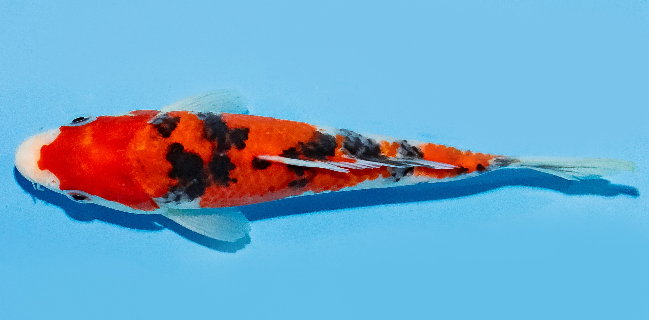 Koi 17-20cm Nr. 7799