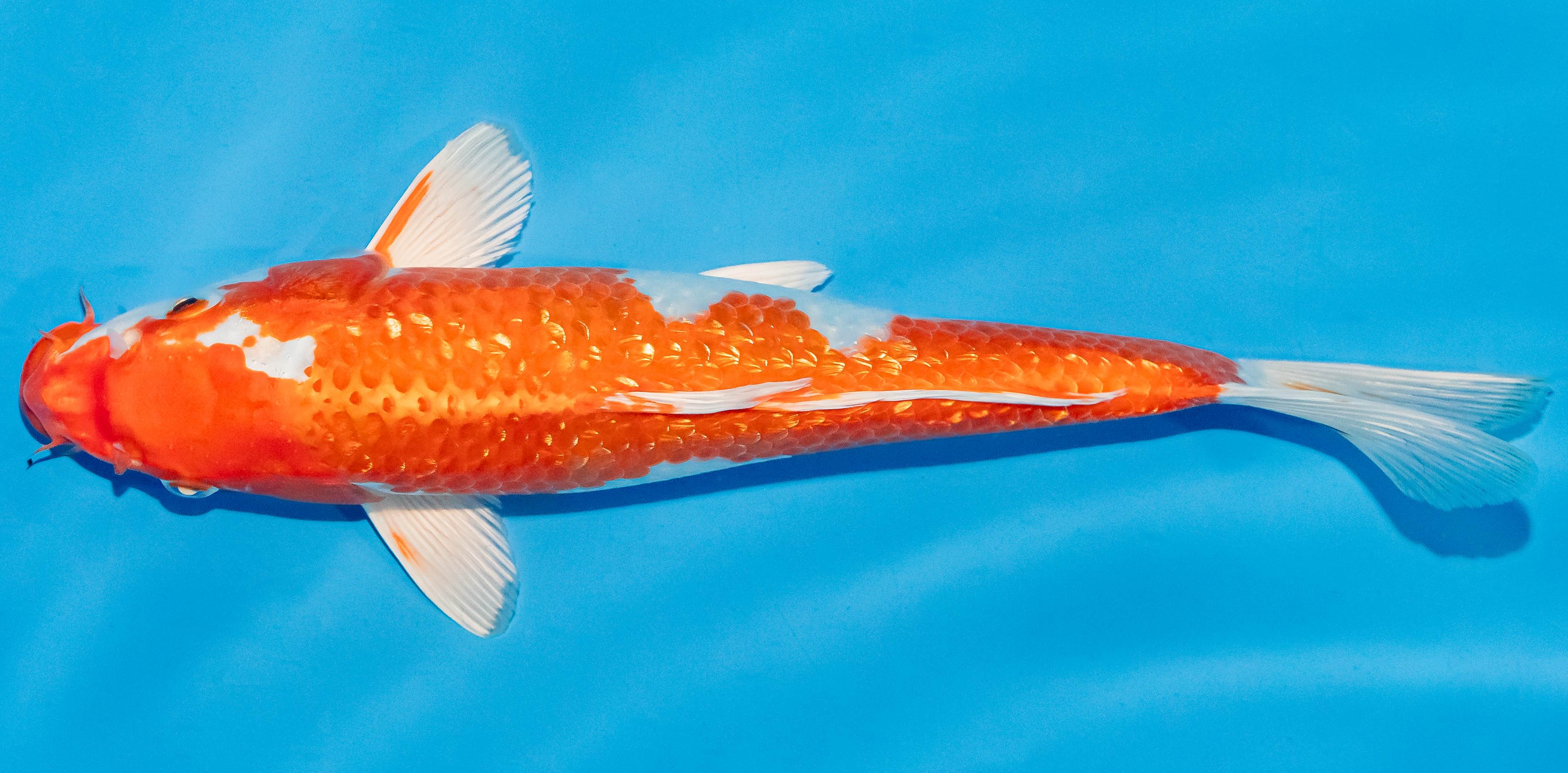 Koi 25-30cm Nr. 4249